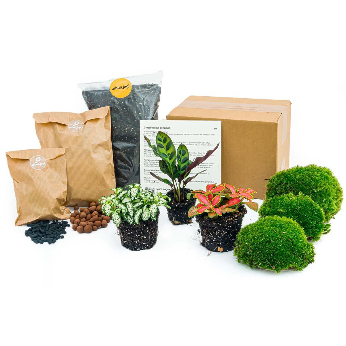 Flaschengarten-Paket Calathea Makoyana - Paket 1