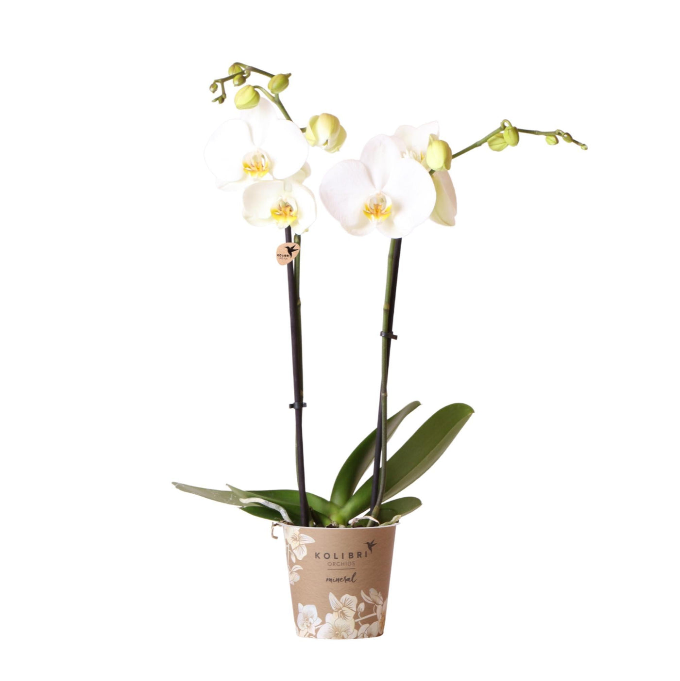 Kolibri-Orchideen | weiße Phalaenopsis-Orchidee - Dame Blanche - Spitz