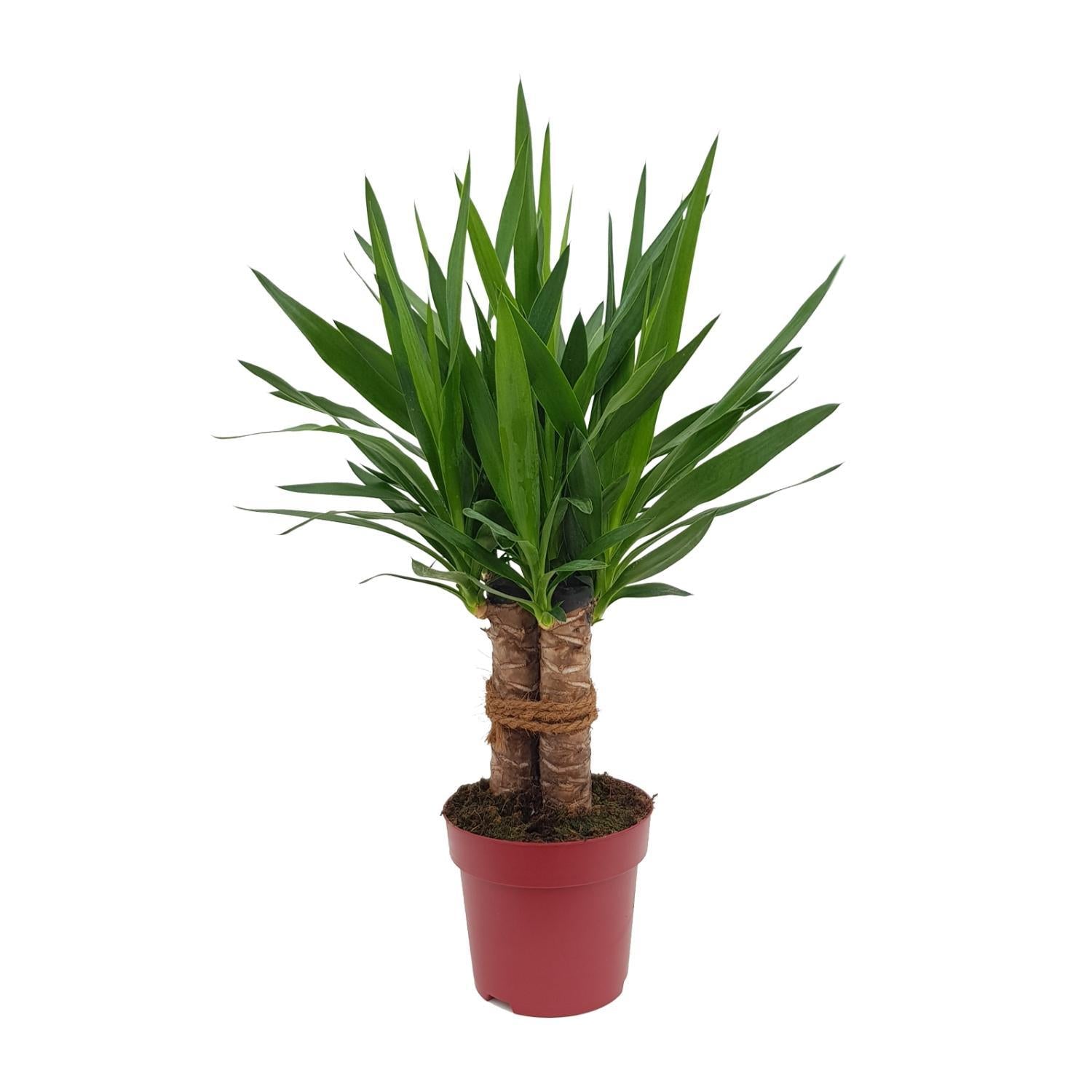 Yucca „Tres Cañas“ 30 Stamm P19 – Ø19cm – ↕70cm