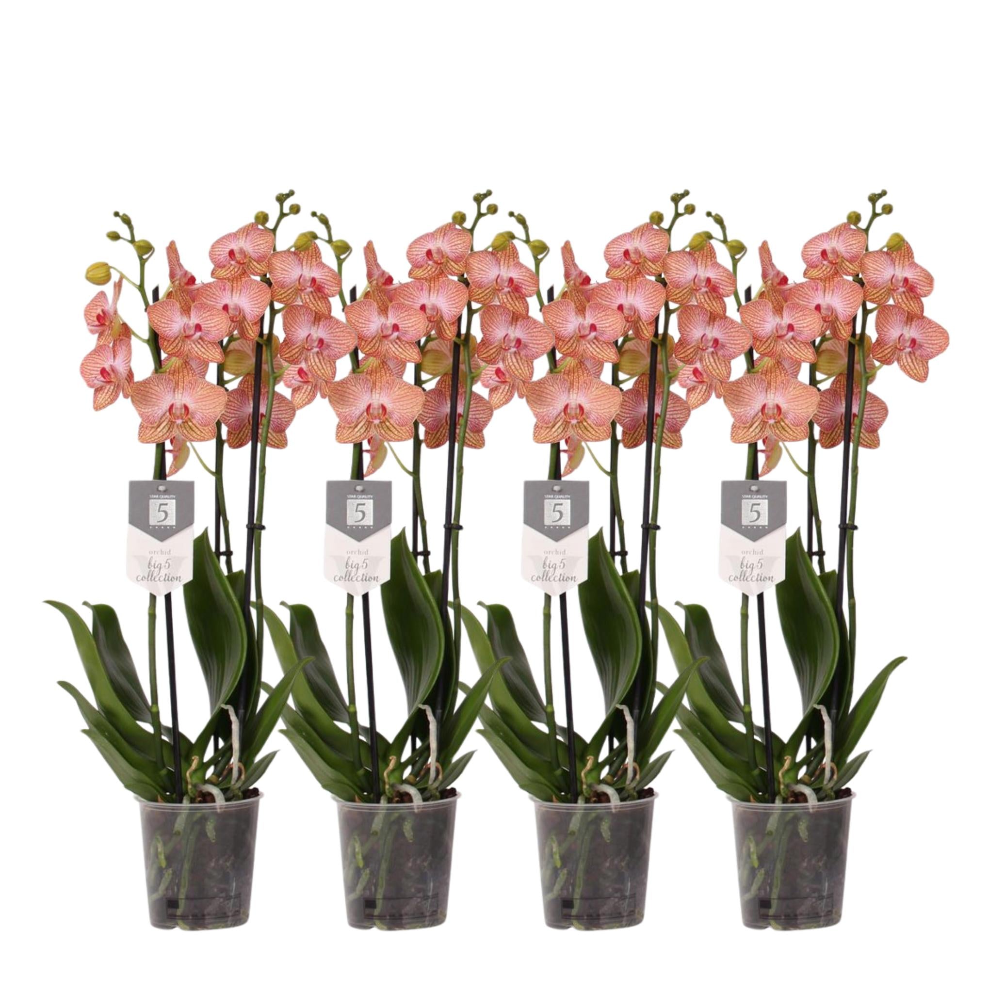 4er-Set – Phalaenopsis Ravello – Orchidee mit 3 Zweigen – 60 cm – Ø12