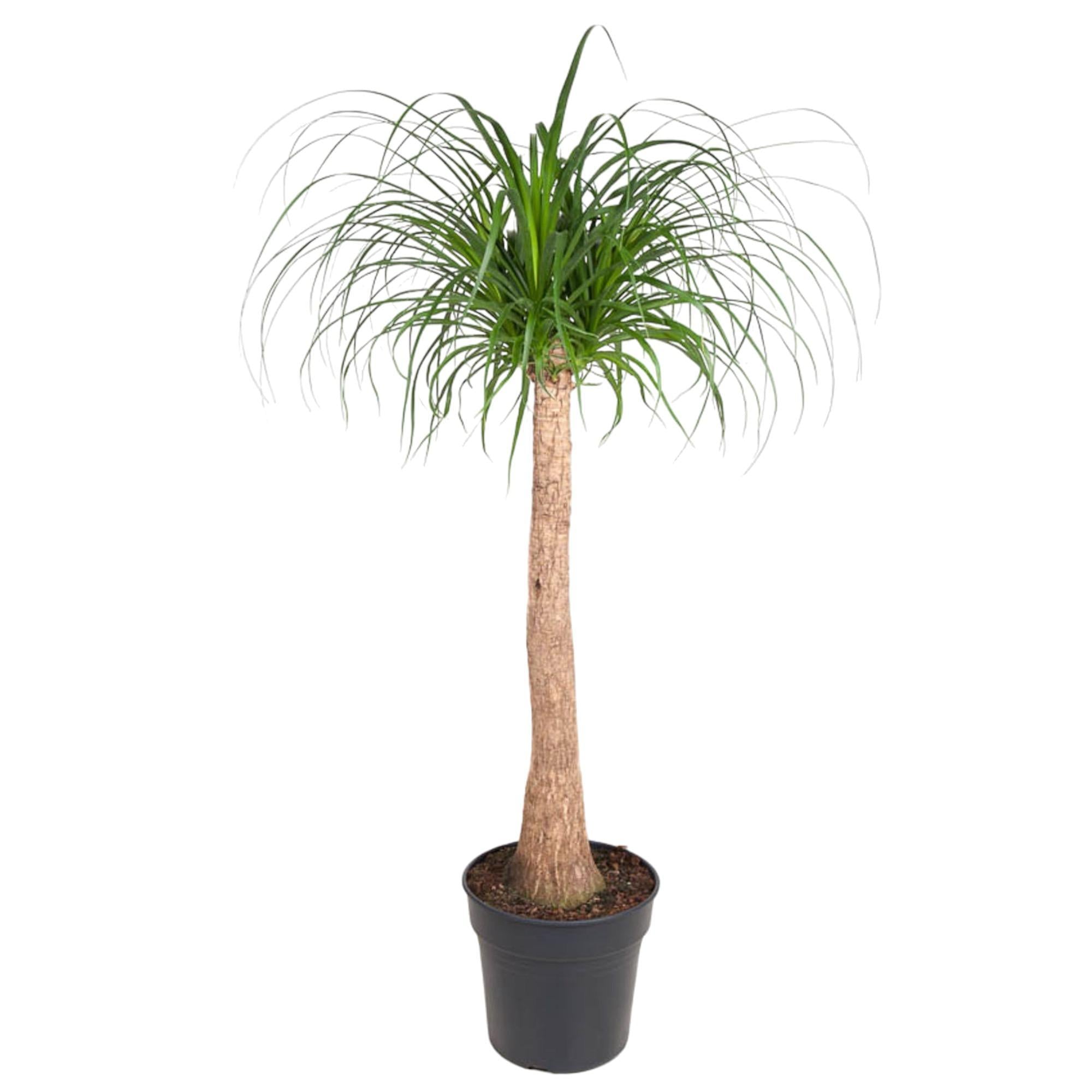 Beaucarnea-Stamm – 130 cm – ø32