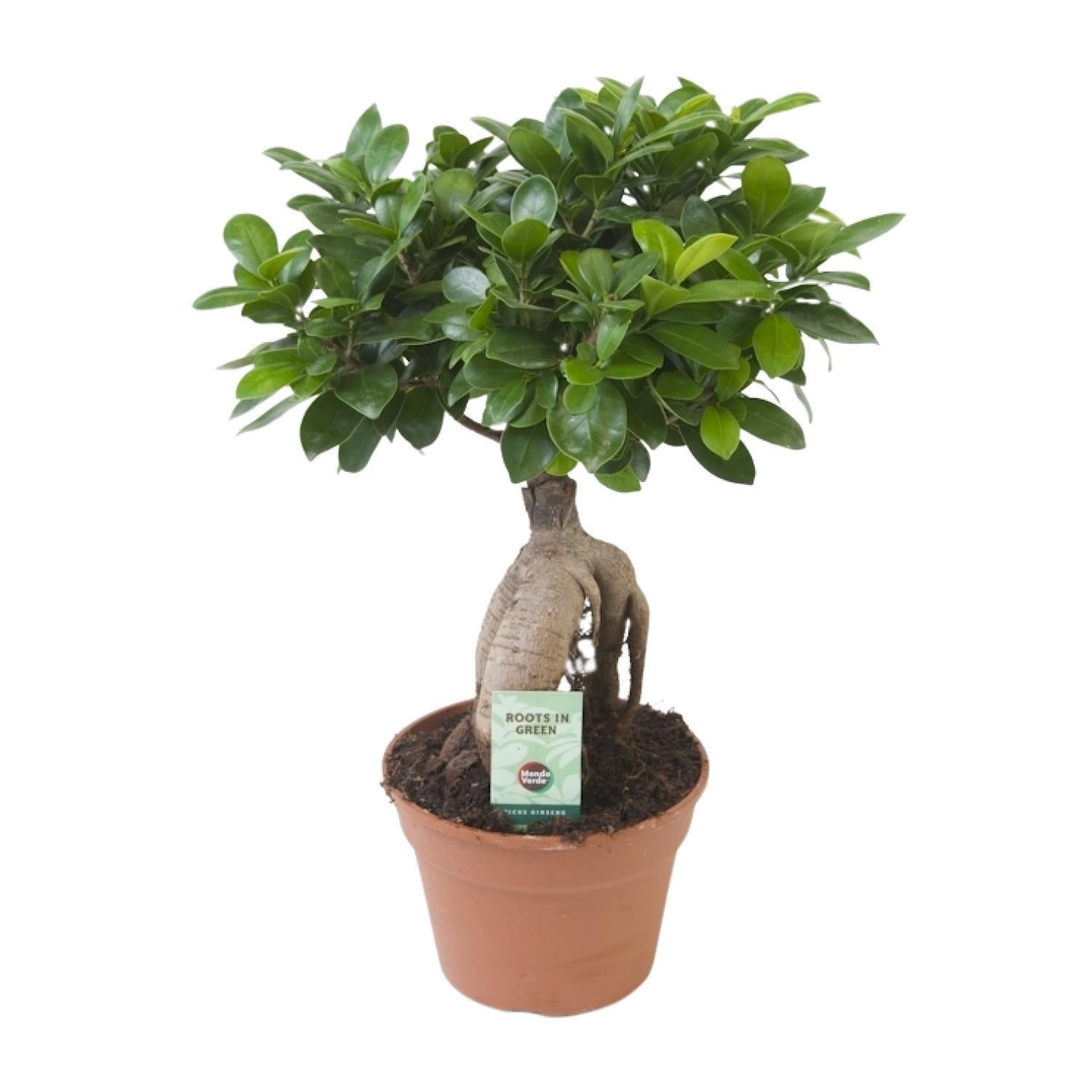 Ficus Ginseng – Ø17cm – ↕40cm