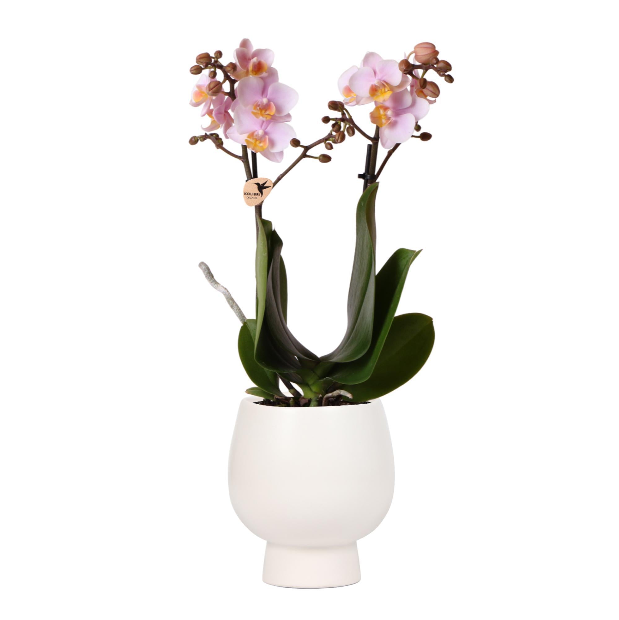 Kolibri-Orchidee | Rosa Phalaenopsis Orchidee - Andorra + Scandic Zier