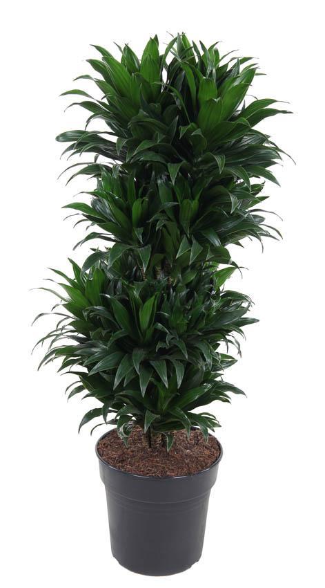 Dracaena Compacta verzweigt P27 - Ø27cm - ↕100cm