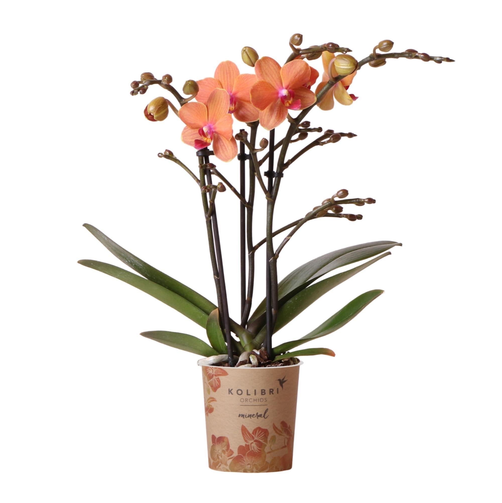 Kolibri-Orchideen | Orangefarbene Phalaenopsis-Orchidee - Mineral Boze