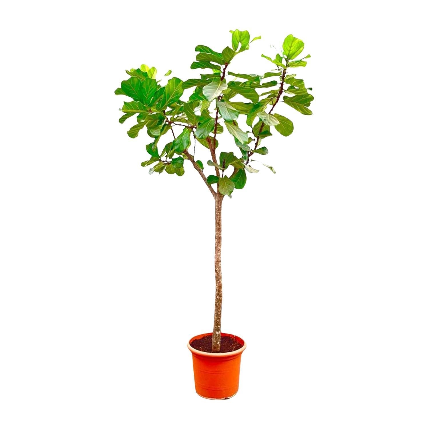 Ficus Lyrata-Baum XXXL – 300 cm – ø55