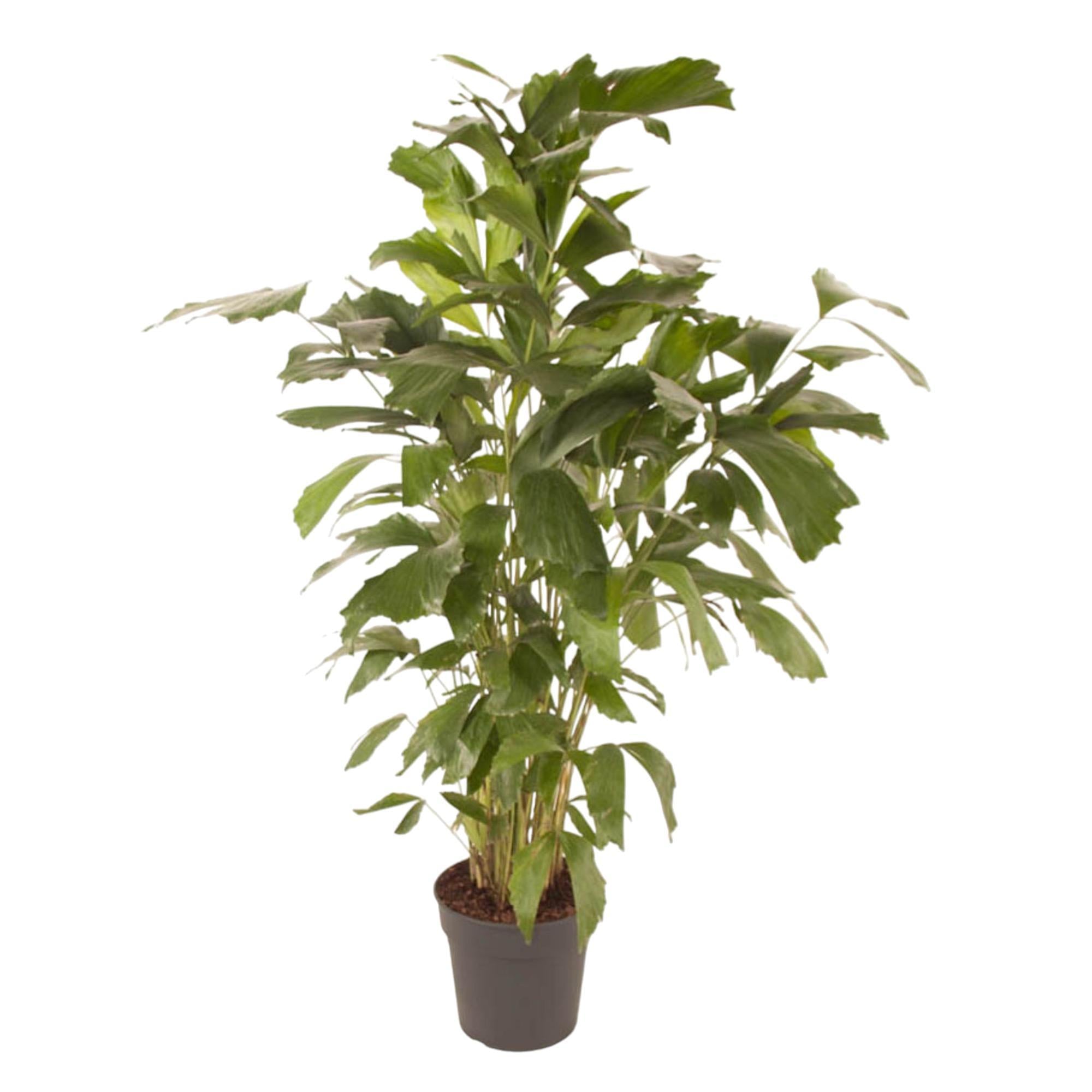 Caryota Mitis – 150 cm – ø27