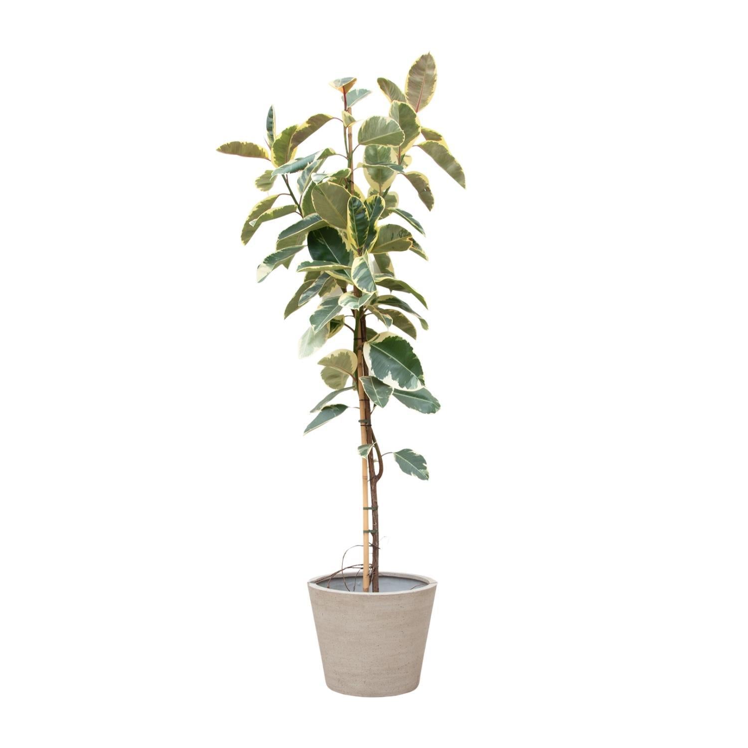 Ficus Tineke auf Stiel – 220 cm – ø30