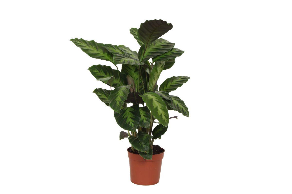 Calathea Misto - 40 cm - Ø12cm