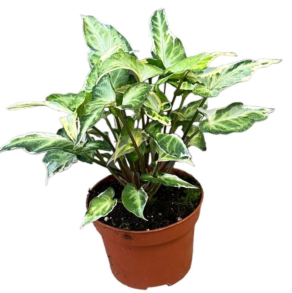 Syngonium T25 – Ø10,5 cm – ↕15 cm