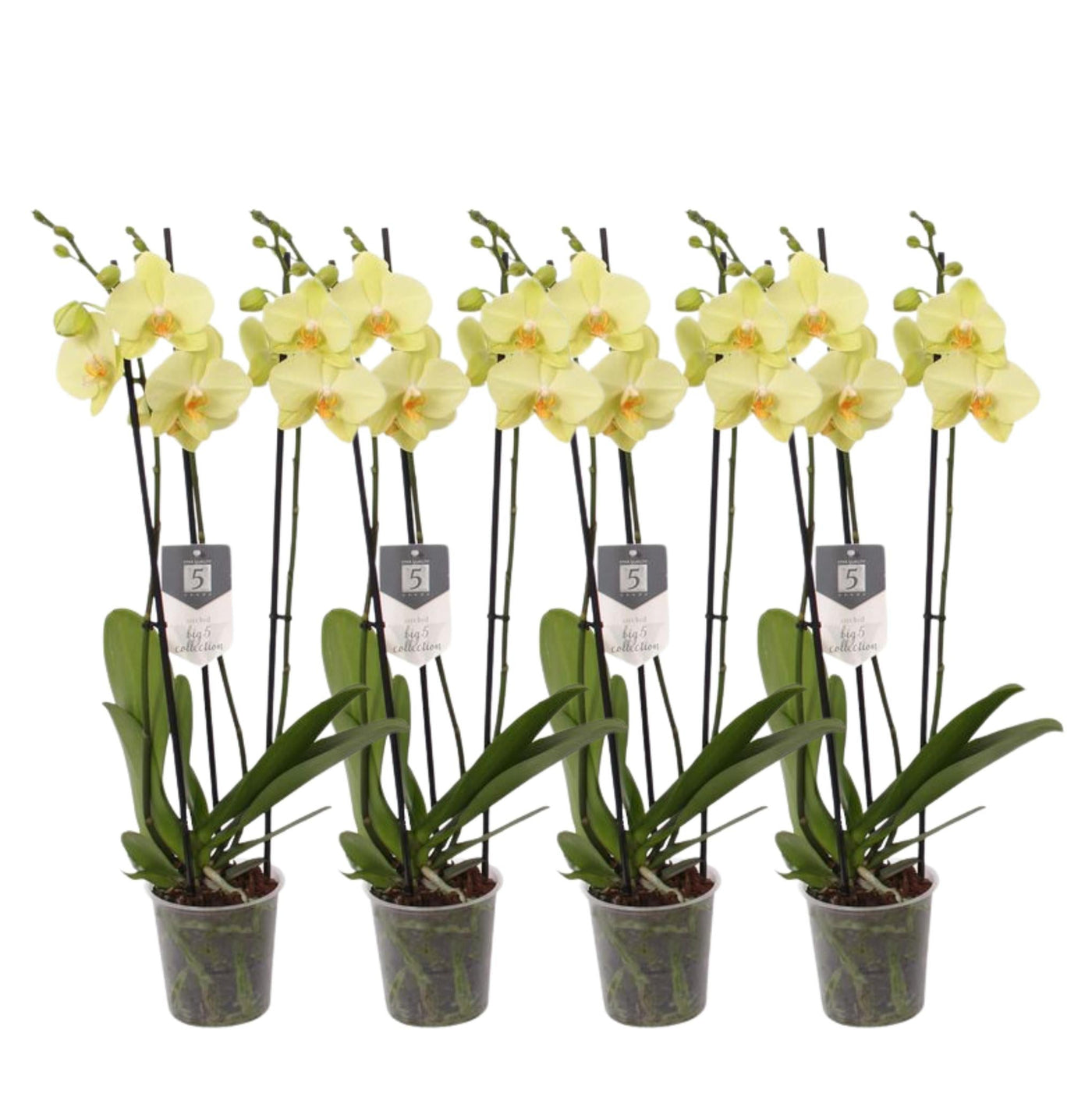 4er-Set – Phalaenopsis Volterra – Orchidee mit 3 Zweigen – 60 cm – Ø12