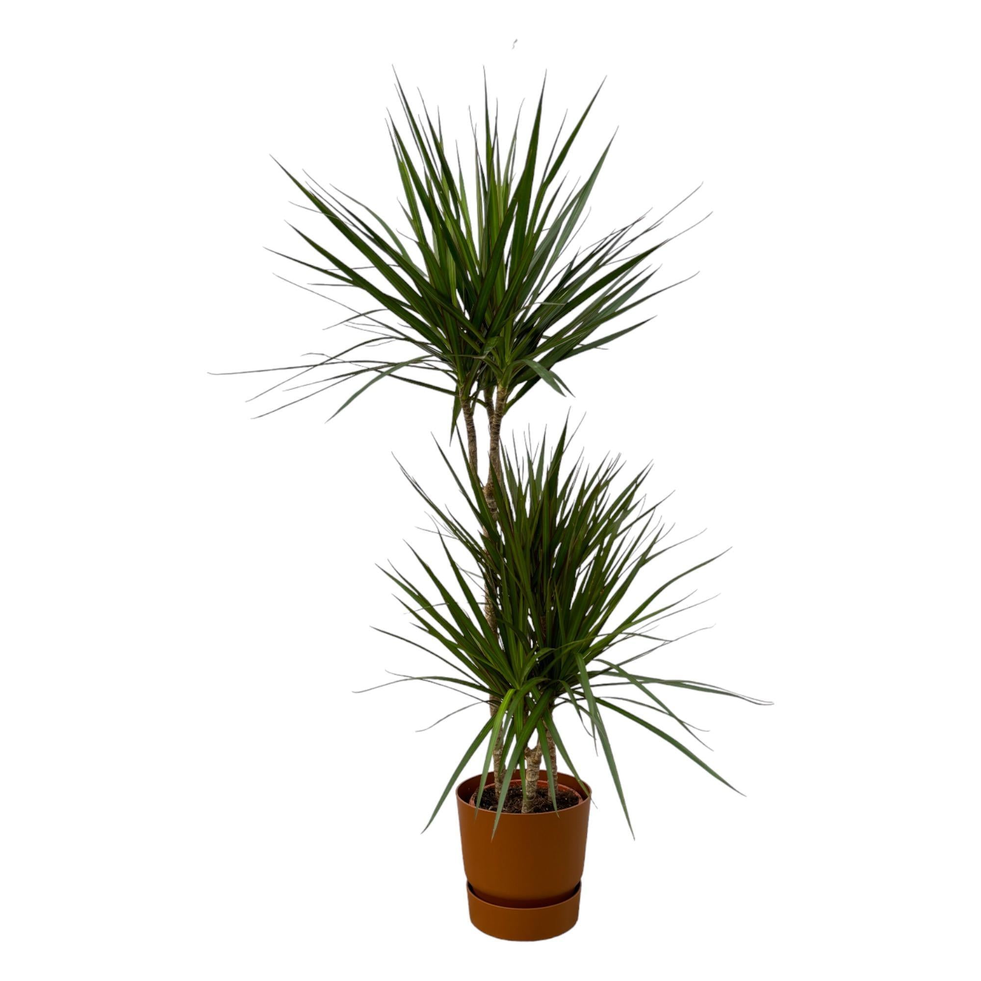 Dracaena Marginata – ↨120 cm – Ø21 cm inklusive elho Greenville Rund braun D24 x H23