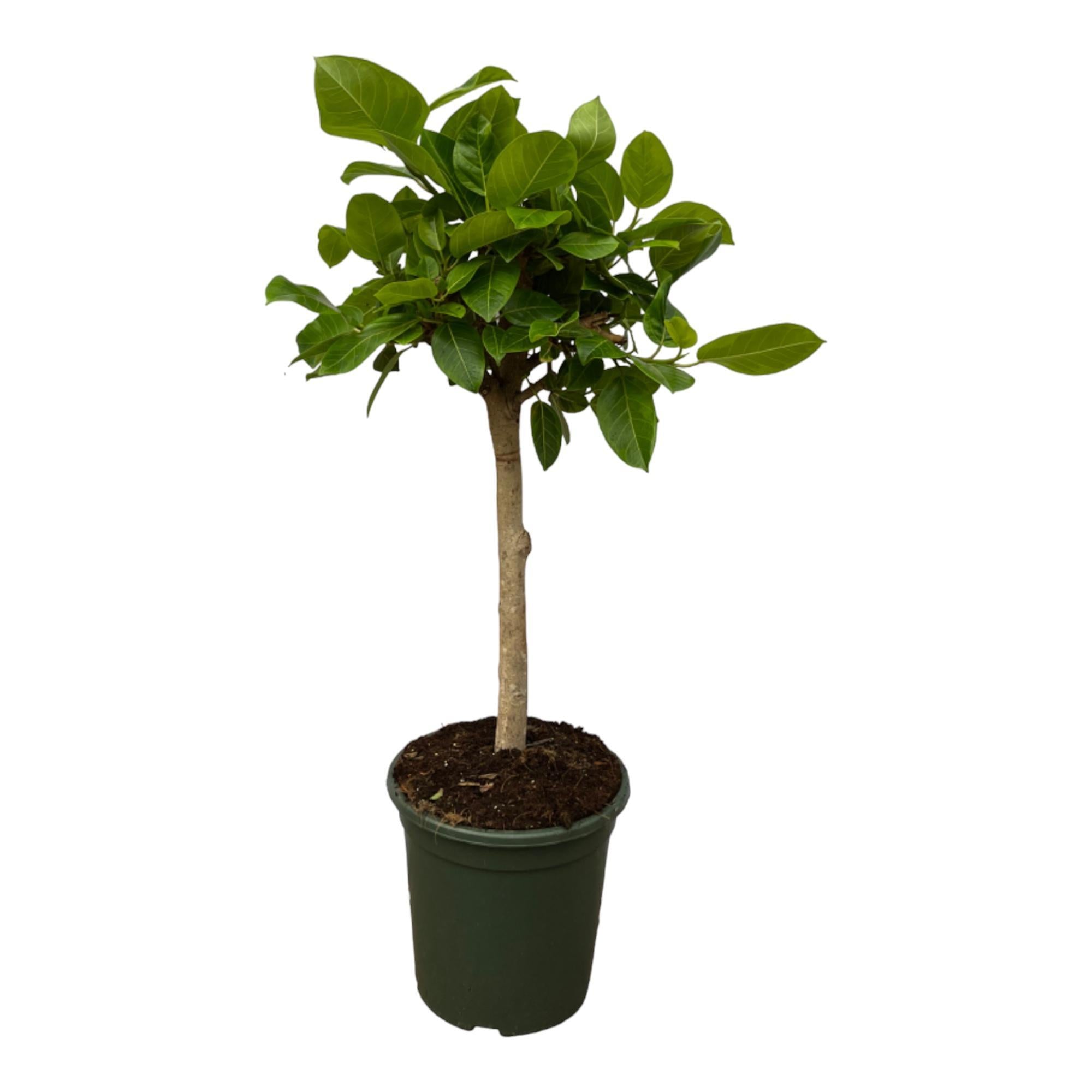 Ficus Altissimo variegata – 120 cm – Ø33 cm