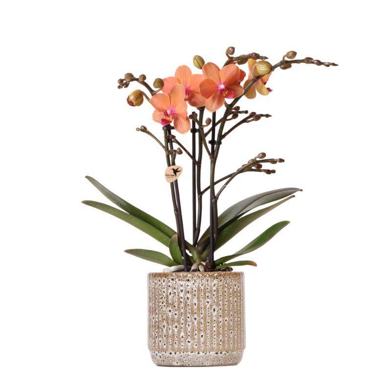 Kolibri-Orchideen | Orangefarbene Phalaenopsis-Orchidee - Mineral Bolz