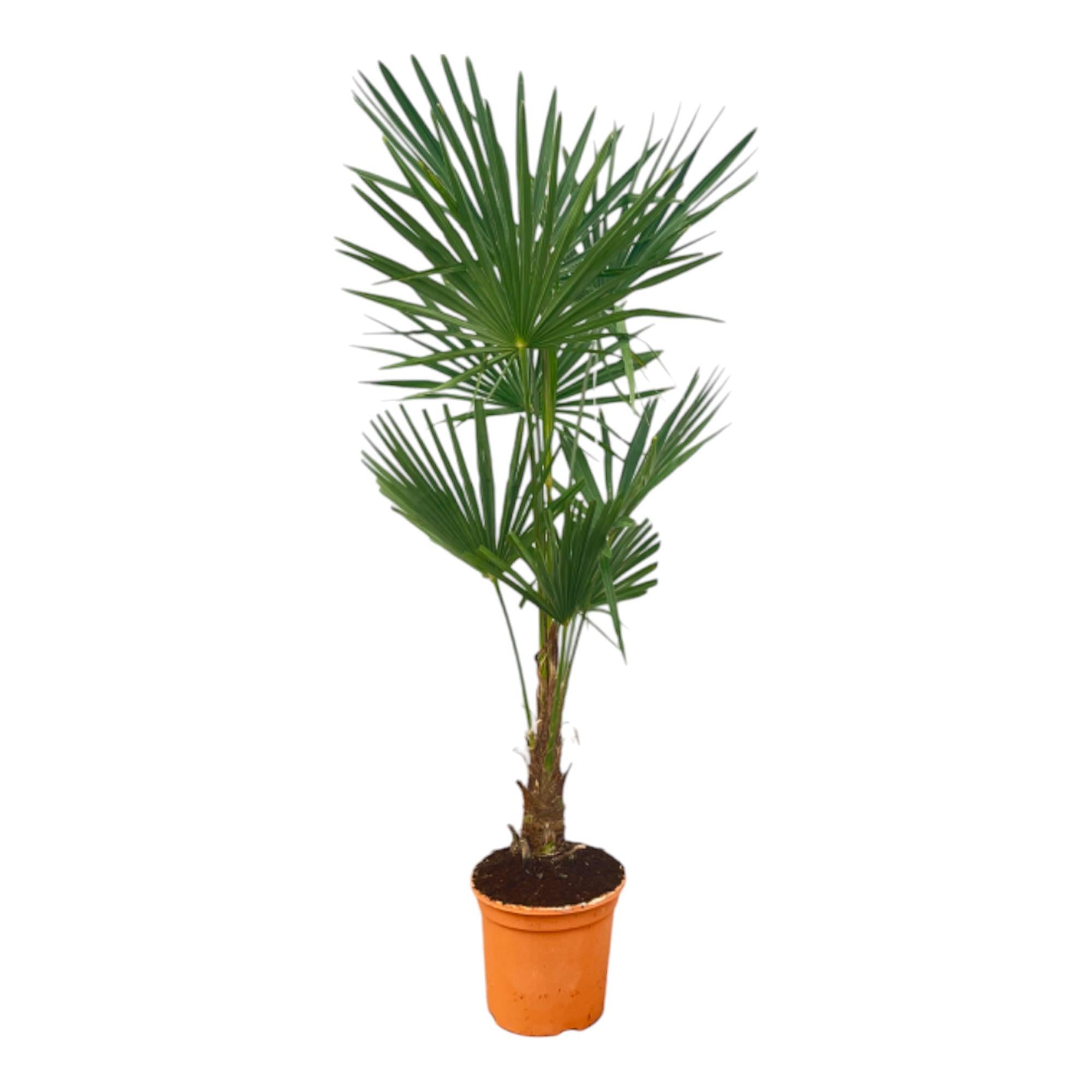 Trachycarpus Fortuneii – 150 cm – Ø25 cm - Chinesische Hanfpalme