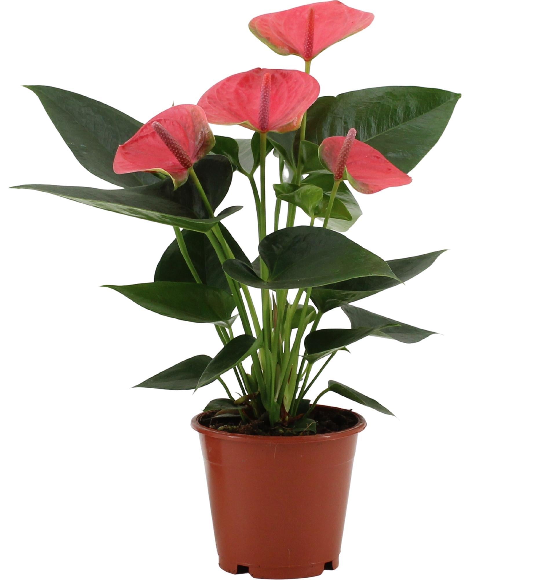 Anthurium Sweet Dream in transparenter Hülle – Ø12cm – ↕36cm