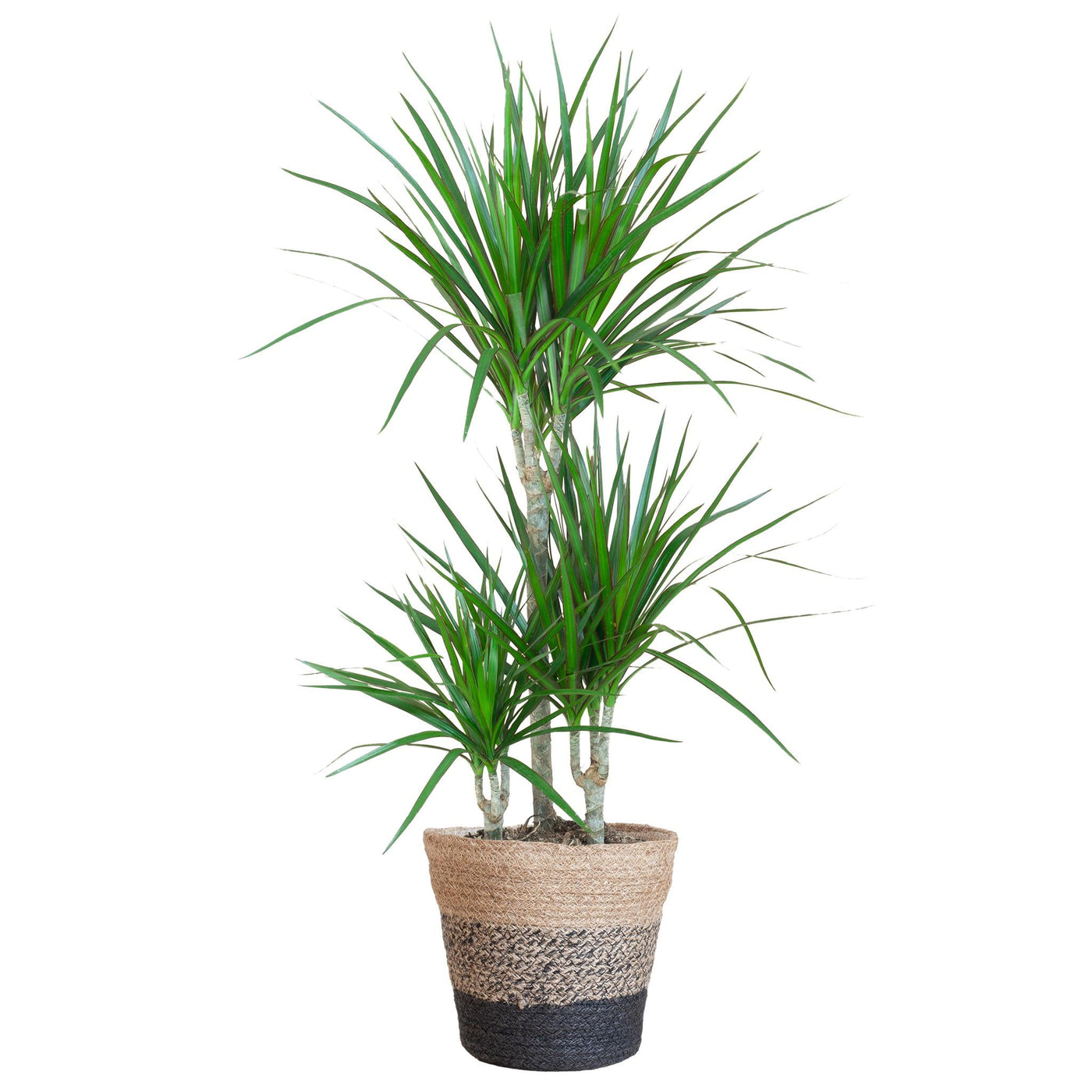 Dracaena Marginata mit Lissabon-Schwarzkorb – 95 cm – Ø21 - Drachenbaum