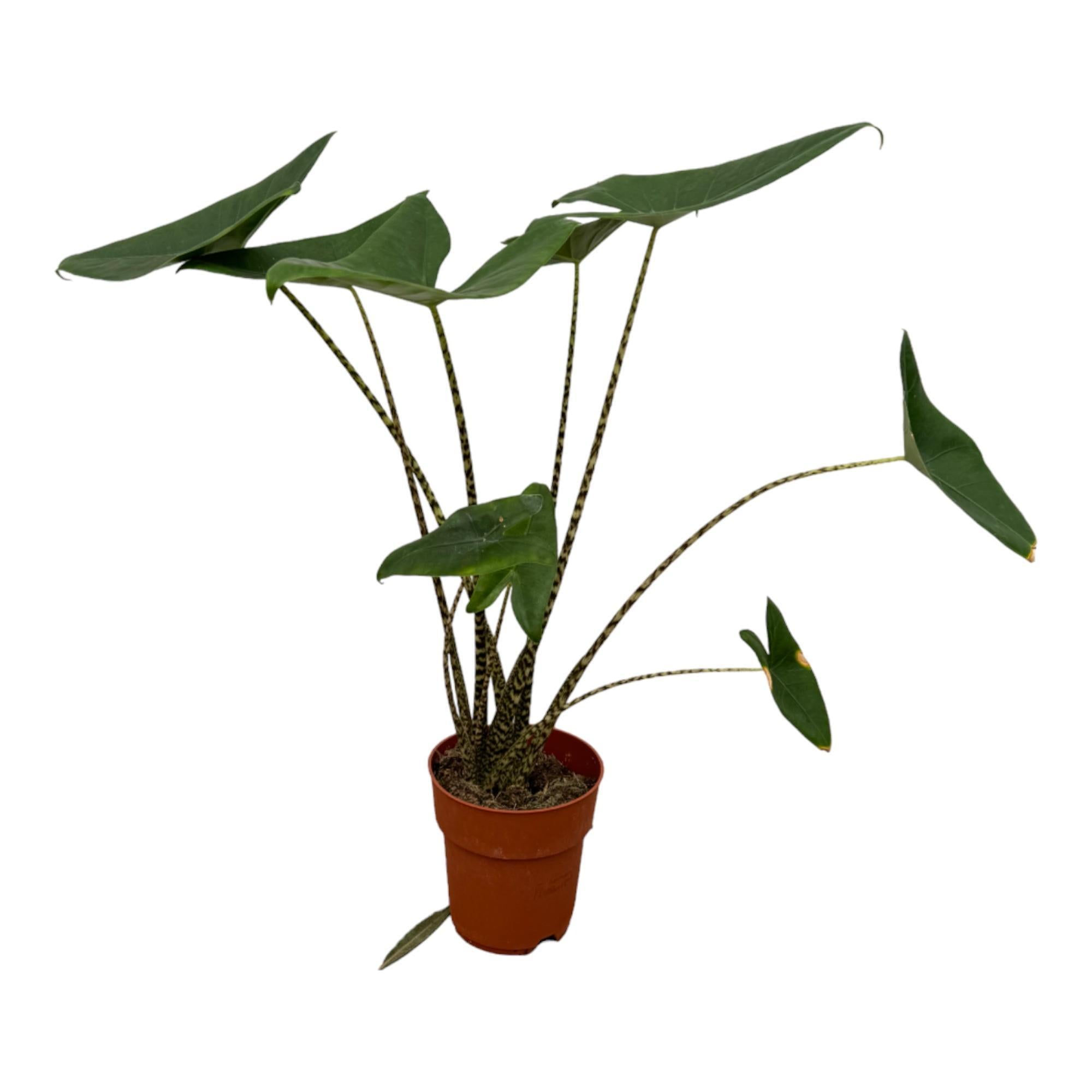 Alocasia Zebrina – 80 cm – Ø19 cm