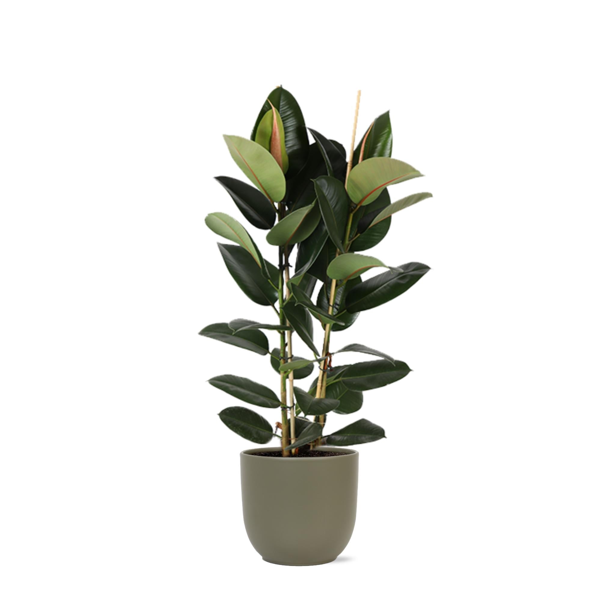 Ficus Elastica Robusta Ø24cm - ↕110cm im Boule OLIVE Topf