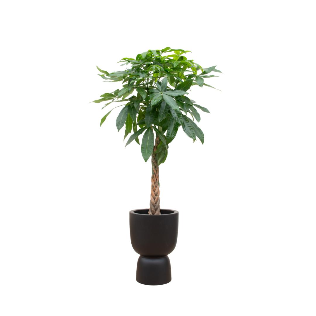Kombi-Angebot - Pachira Aquatica inklusive elho Pure Coupe schwarz Ø41 - 210 cm