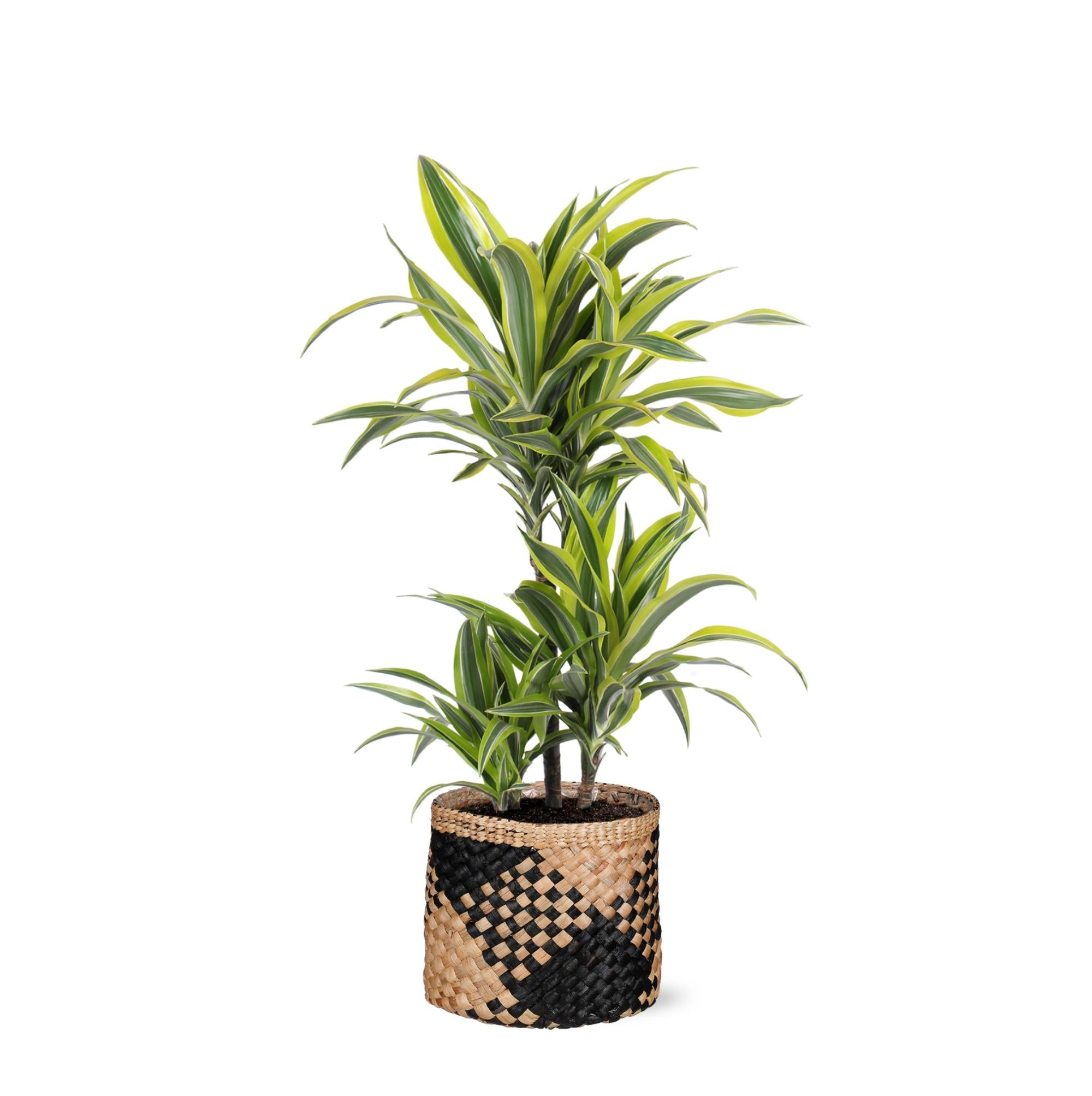 Dracaena Lemon Lime Ø21cm - ↕65cm im Albury BLACK-Druckkorb