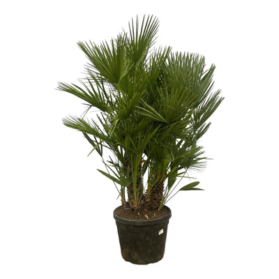 Chamaerops Humilis mit mehreren Stämmen – 180 cm – Ø45 cm - Europäische Zwergpalme