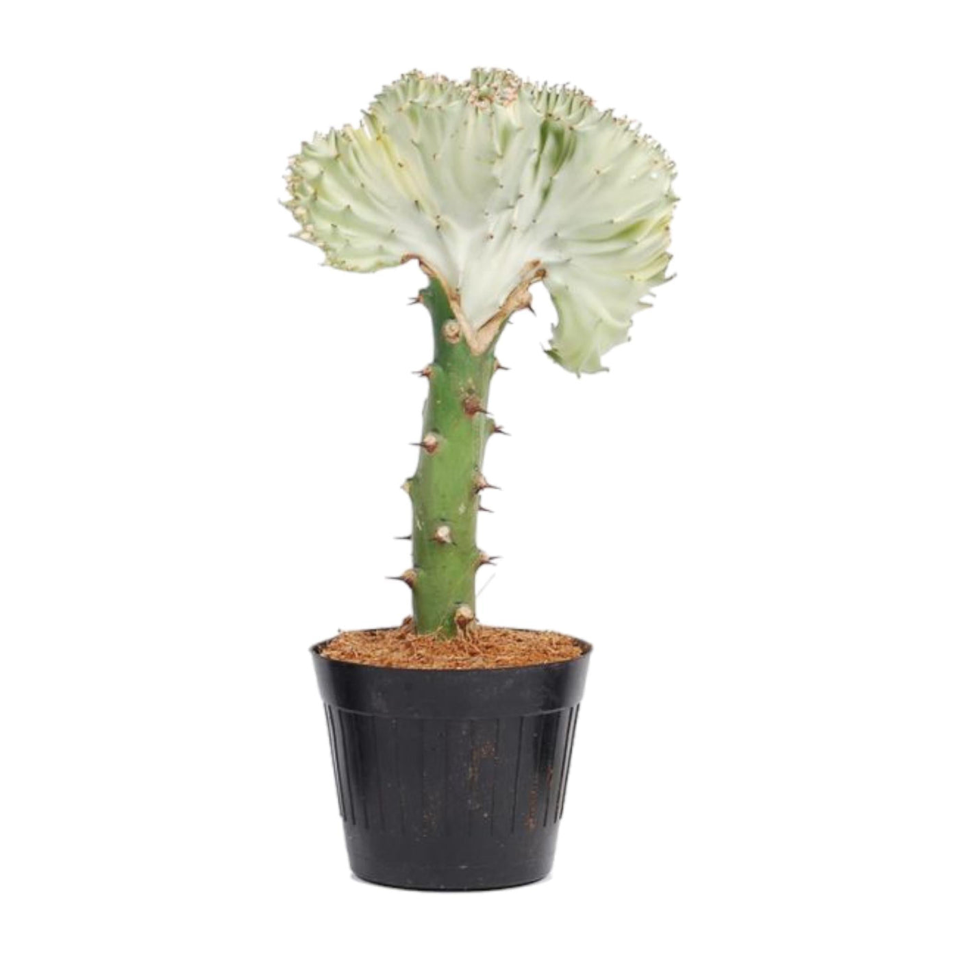 Euphorbia lactea Cristata weiß – 30 cm – ø10,5