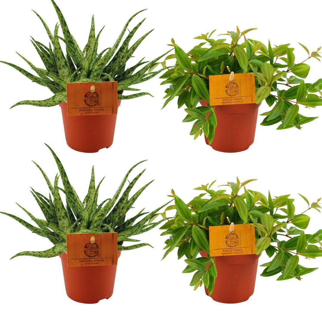 2x Aloe Spider + 2x Peperomia Ang. Rocca Vivace - 4 Stück - Ø10,5cm - ↕10cm