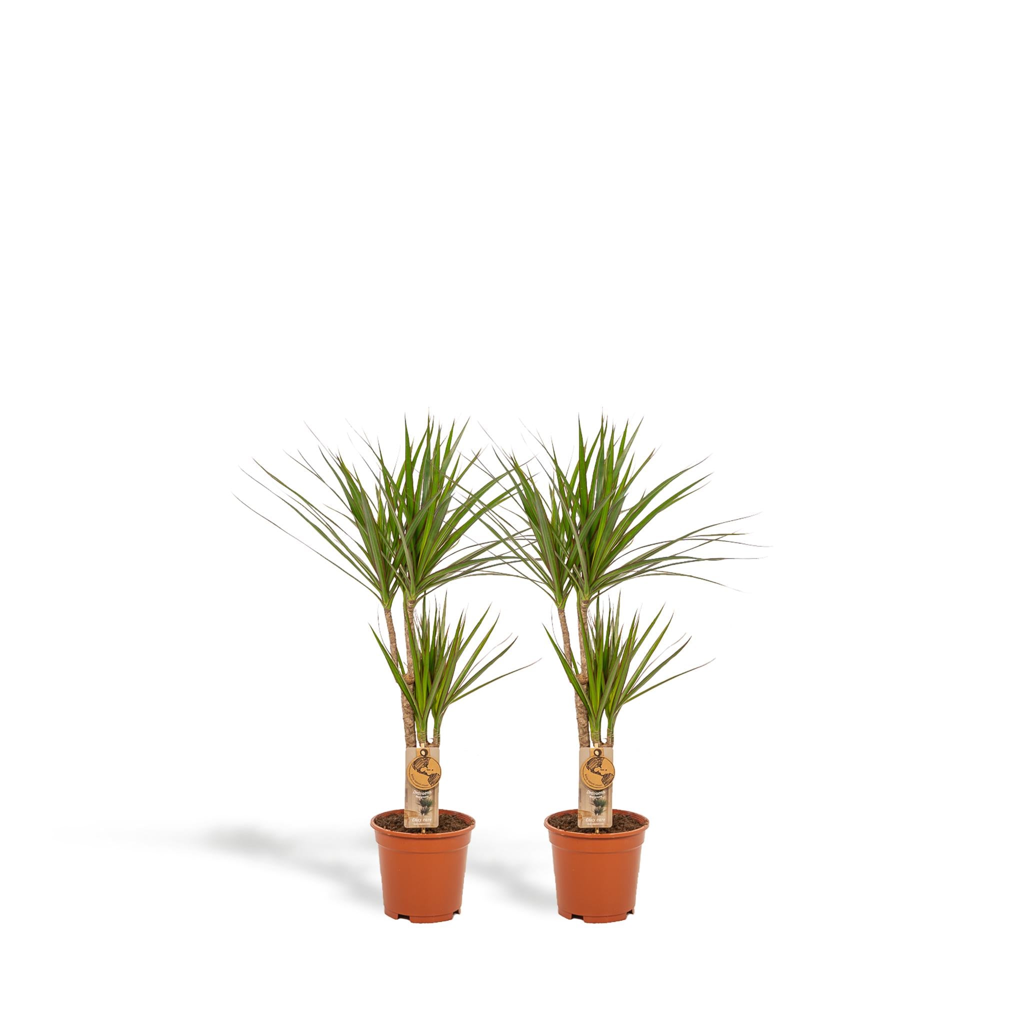 2x Dracaena - ↨90cm - Ø17cm - Drachenbaum