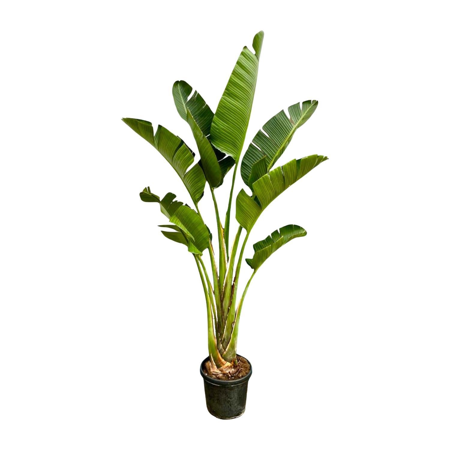 Strelitzia Augusta – 250 cm – ⌀45 - Strelitzie