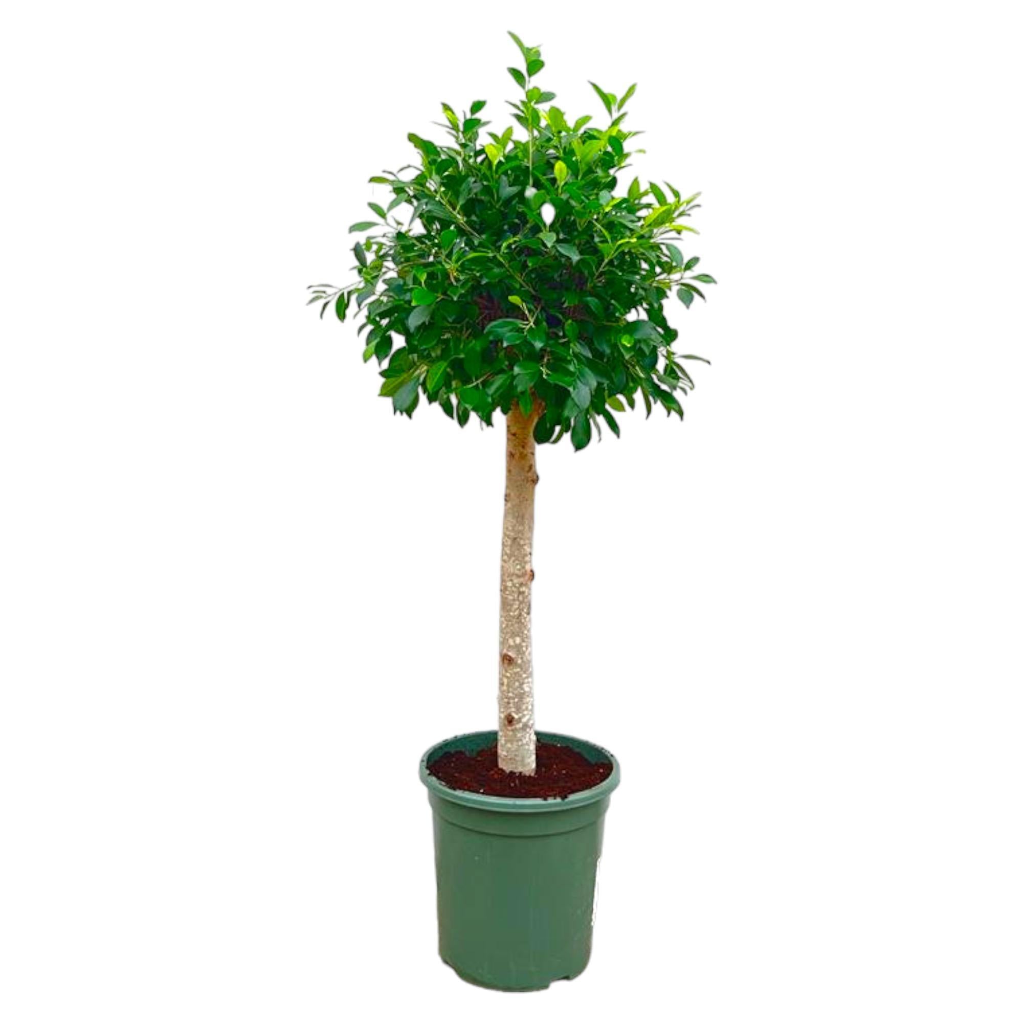 Ficus Nitida am Stiel – 130 cm – ø30