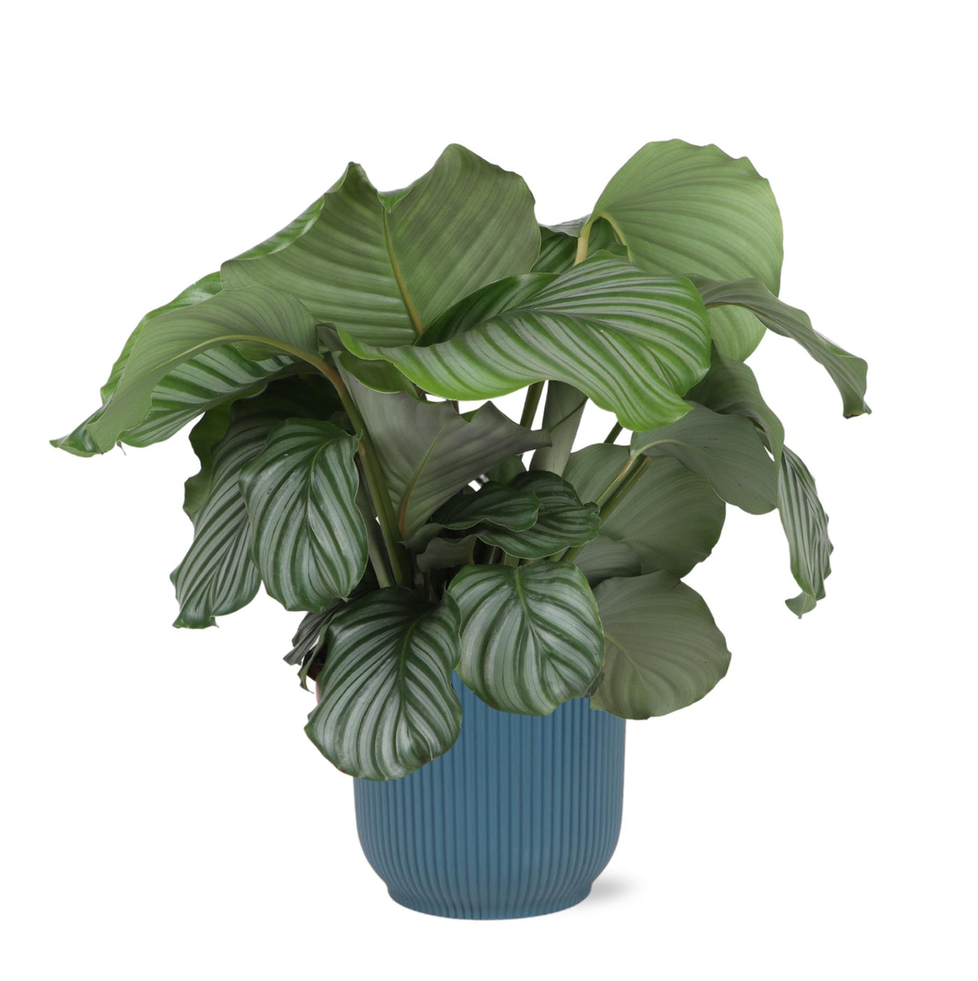 Calathea Orbifolia Ø21cm - ↕70cm im blauen VIBES-Topf