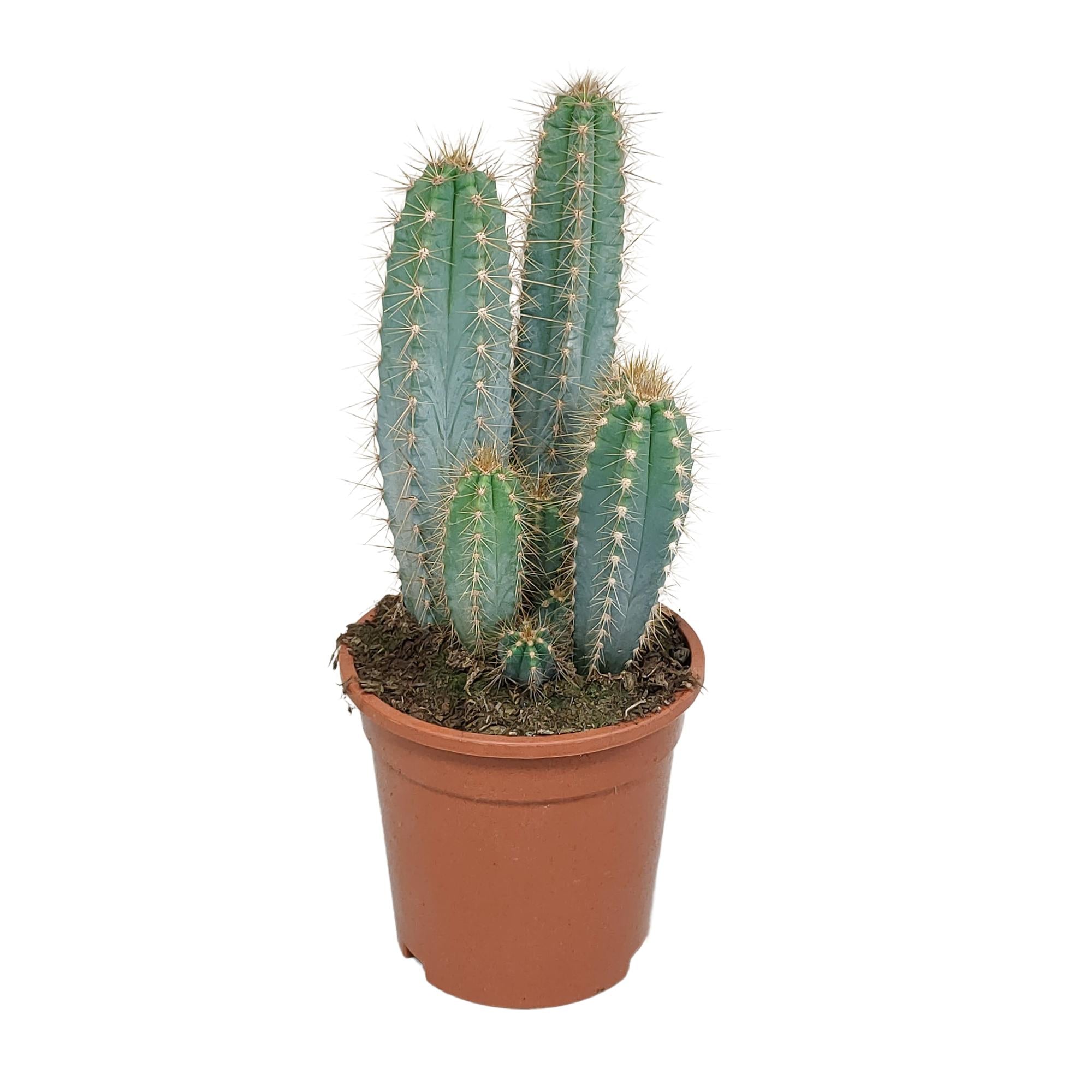 Pilosocereus azureus - 17cm - ohne Topf