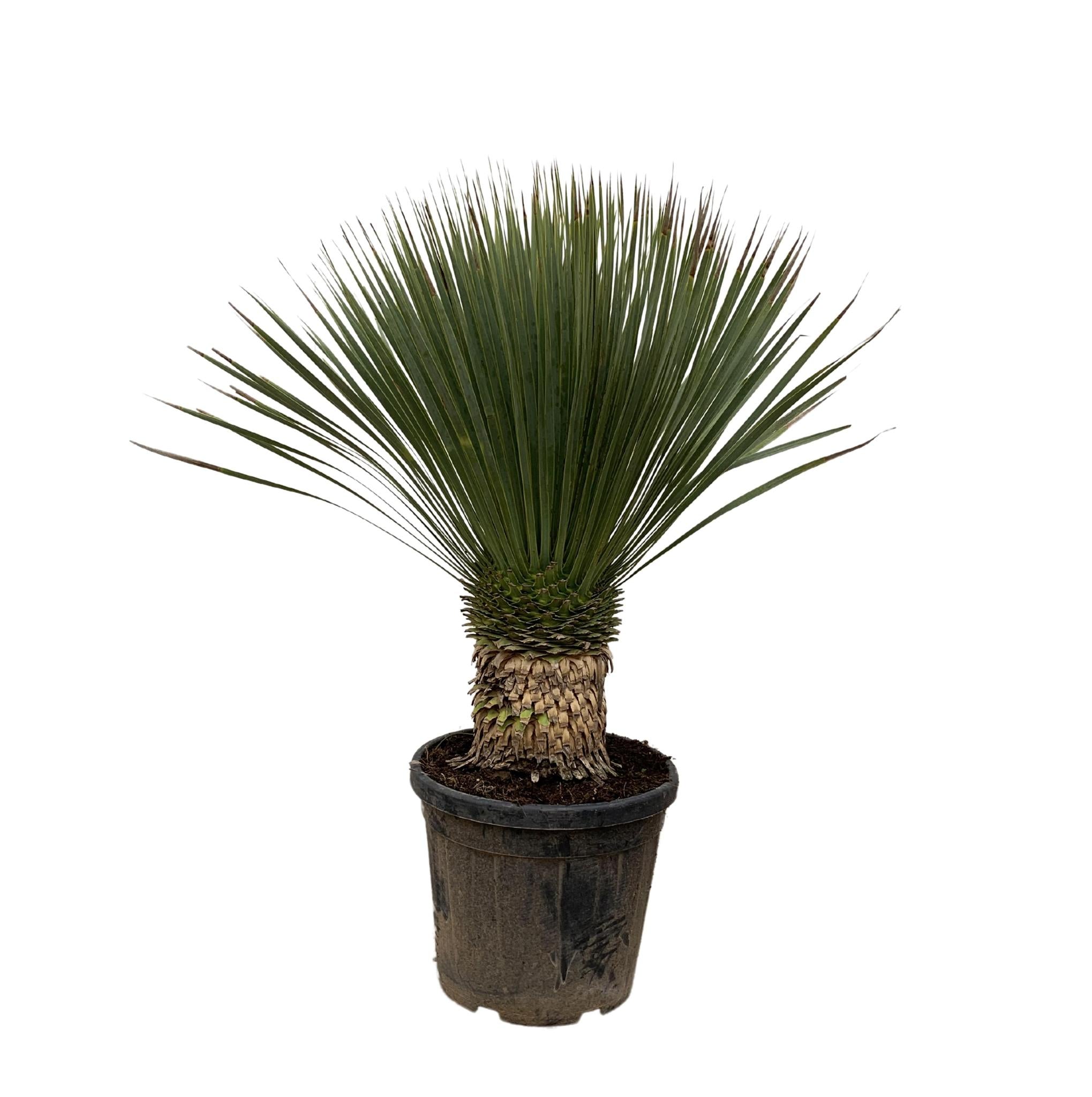 Yucca Rostrata – 120 cm – Ø35 - Palme