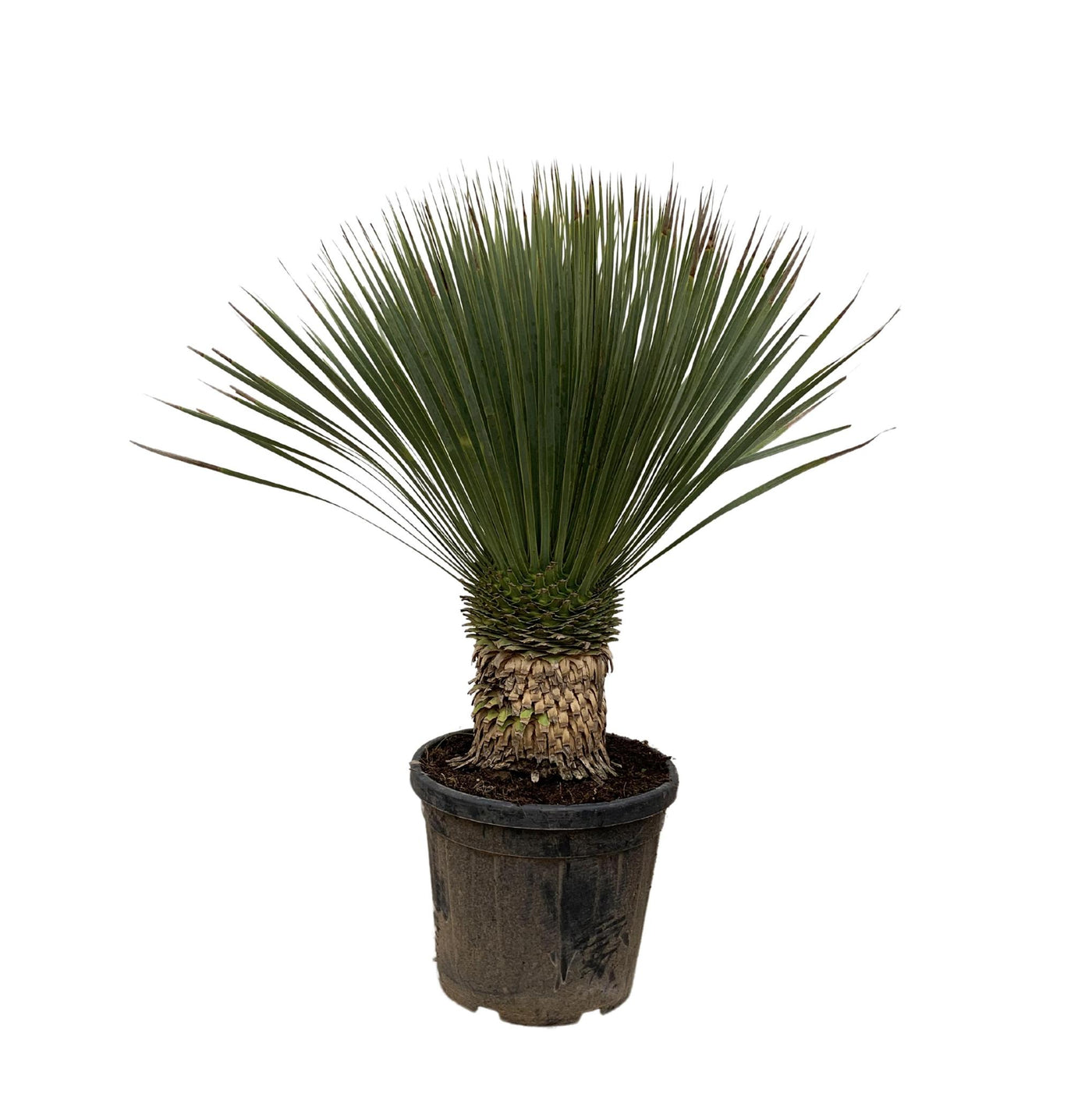 Yucca Rostrata – 120 cm – Ø35 - Palme