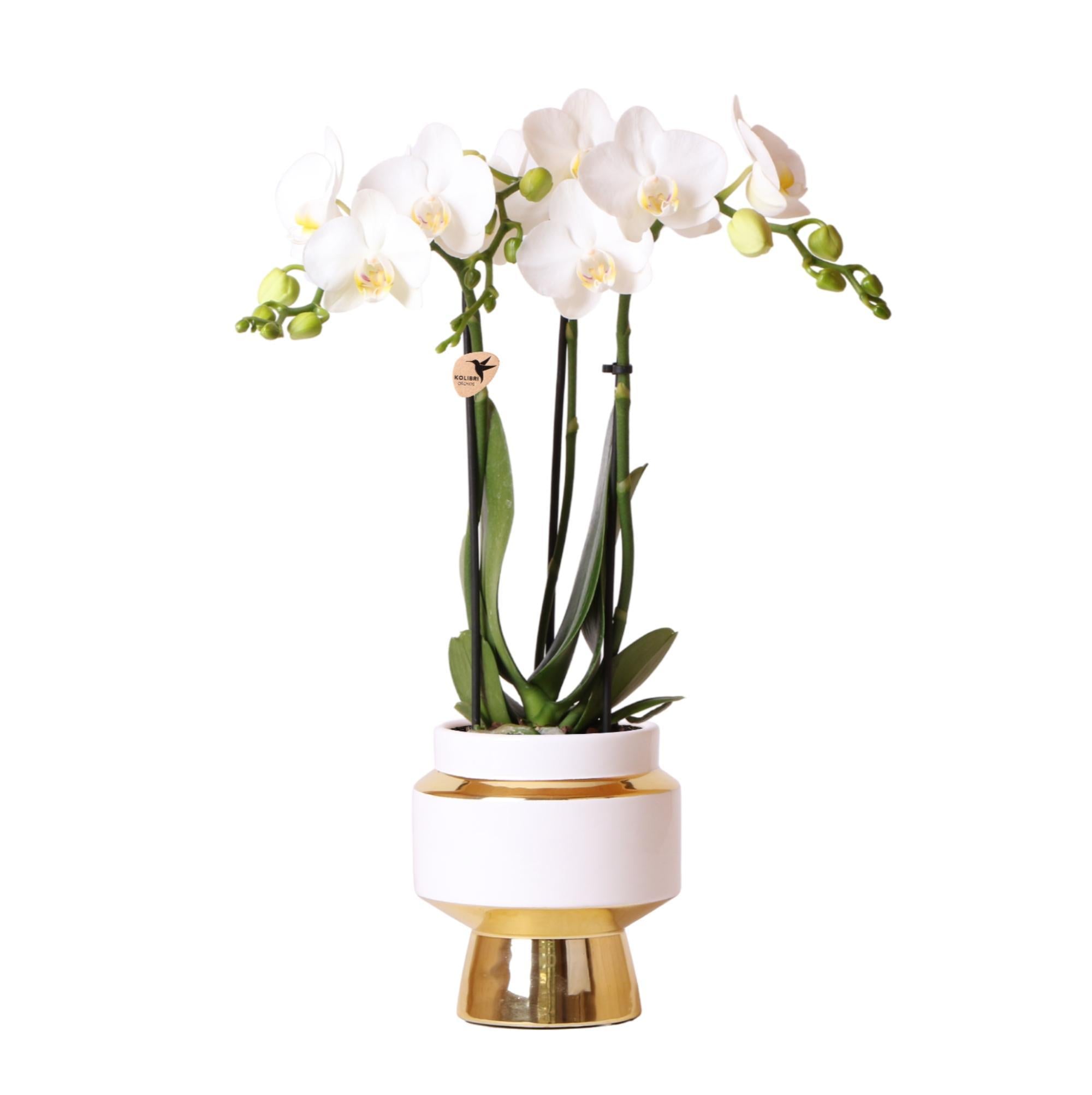 Kolibri-Orchideen | Weiße Phalaenopsis-Orchidee – Amabilis + Le Chic d