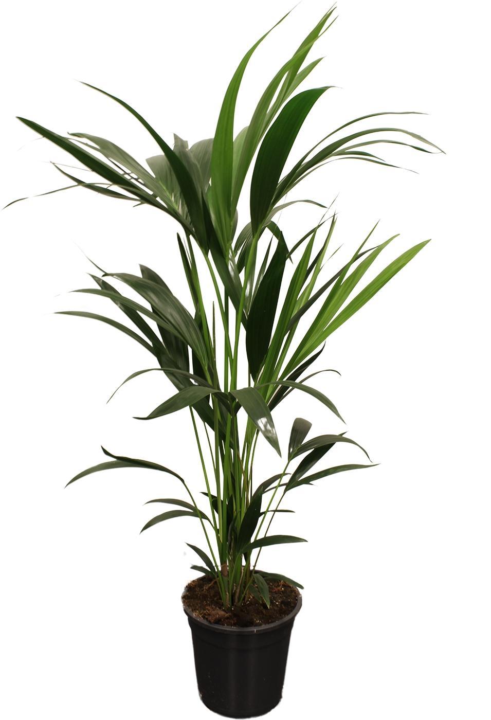 Howea Forsteriana (Kentia) 5 Grube 100–120 cm – Ø21 cm – ↕100 cm