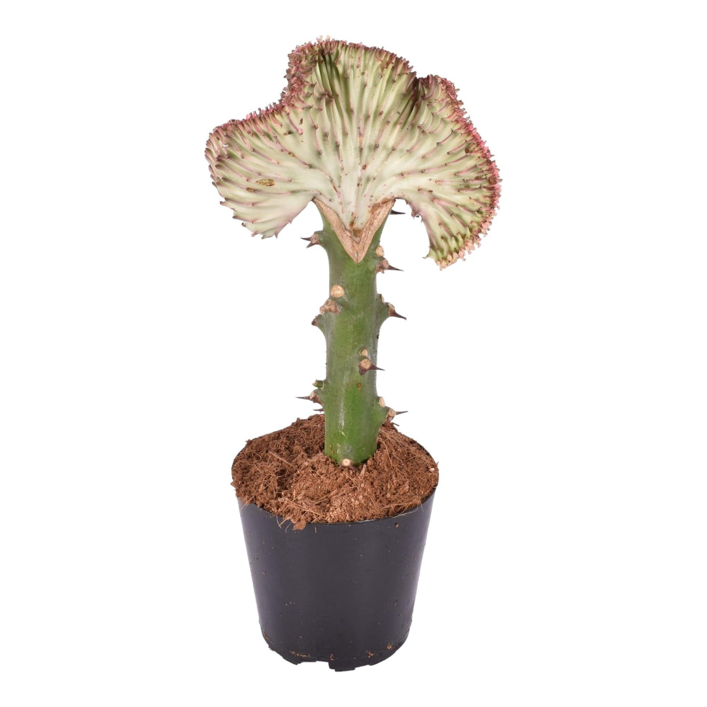 Euphorbia lactea Cristata rot - 35 cm - ø12