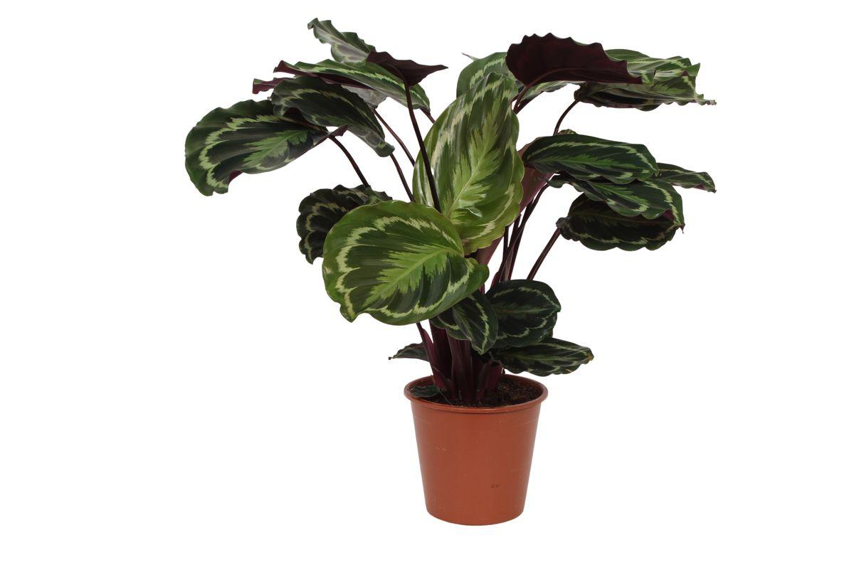 Calathea-Medaillon – 80 cm – Ø19 cm