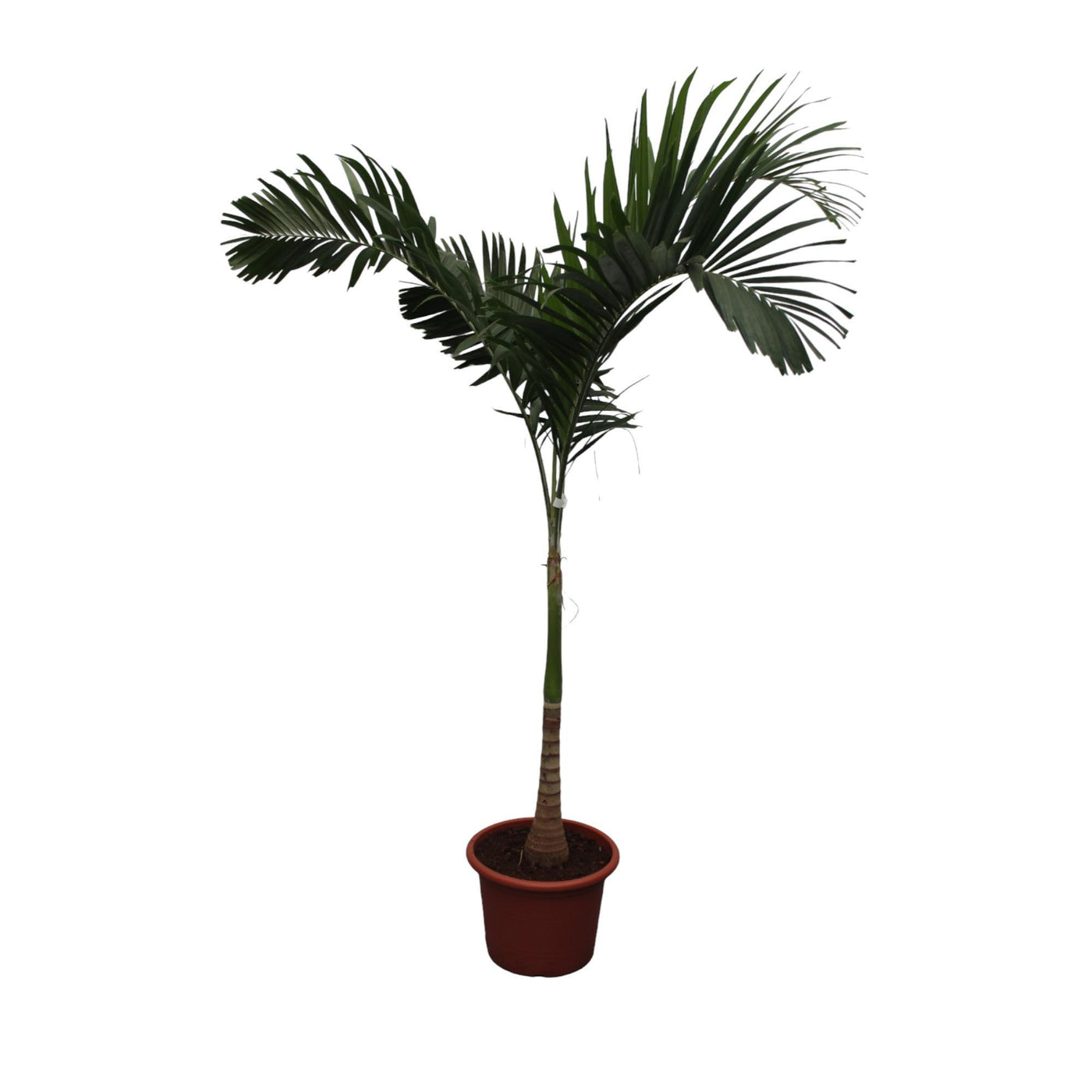 Veitchia Merrillii – 250 cm – ø45 - Palme