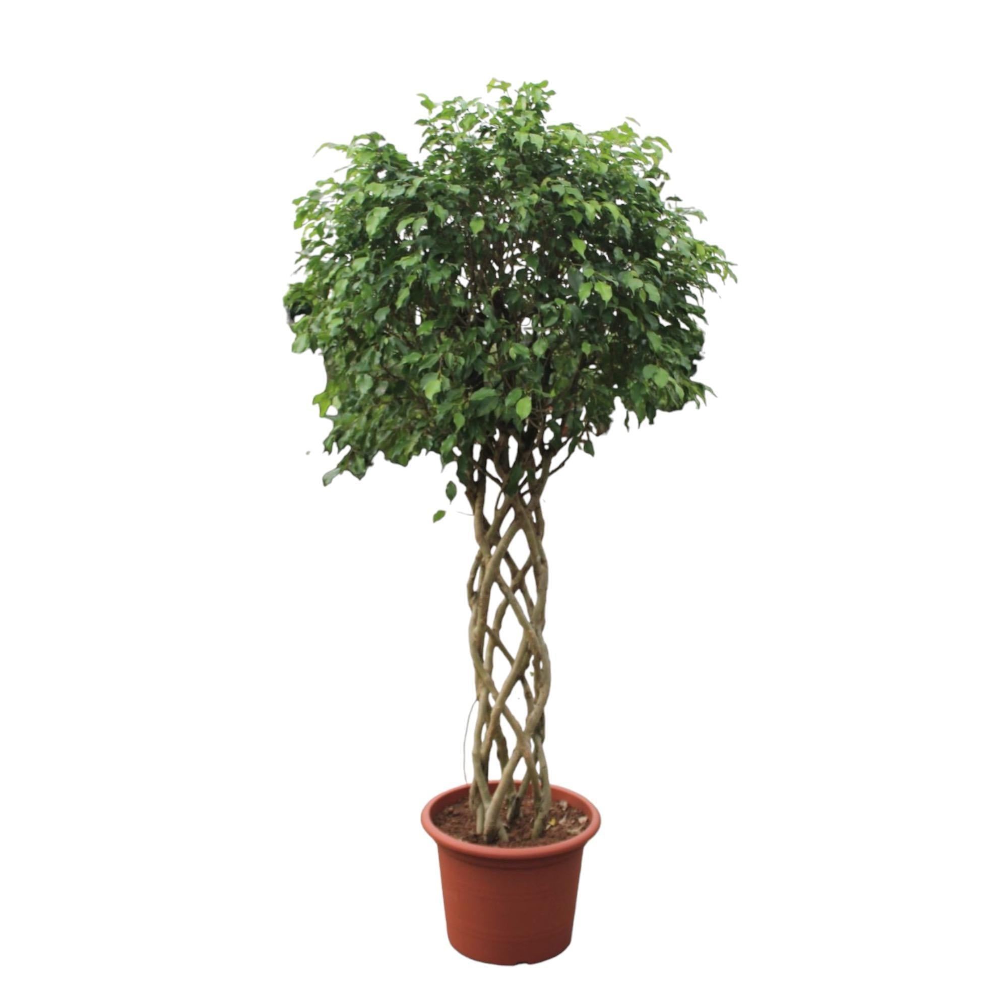 Ficus Benjamina Exotica geflochtener Stamm – 250 cm – ø55