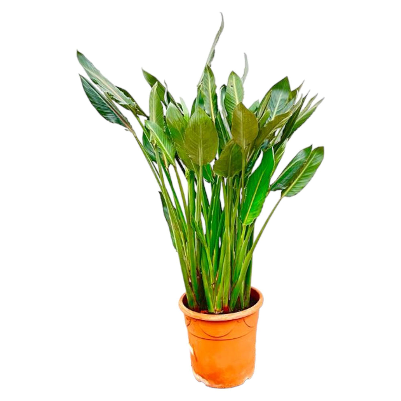 Strelitzia Reginae XL – 160 cm – ⌀30 - Strelitzie