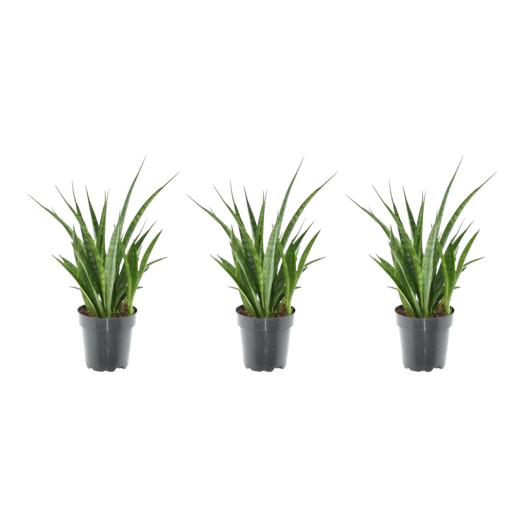 3x Sansevieria Kirkii - 38 cm - ø12 - Bogenhanf