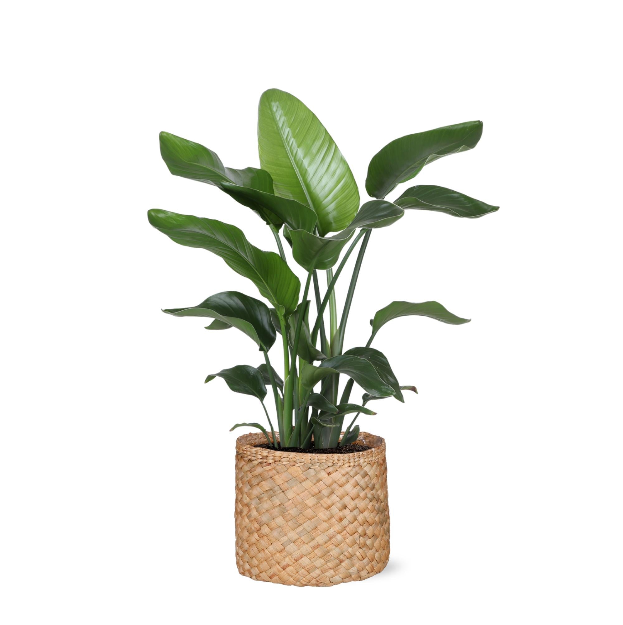 Strelitzia Nicolai – Ø21cm – ↕80cm im Albury NATURAL-Korb