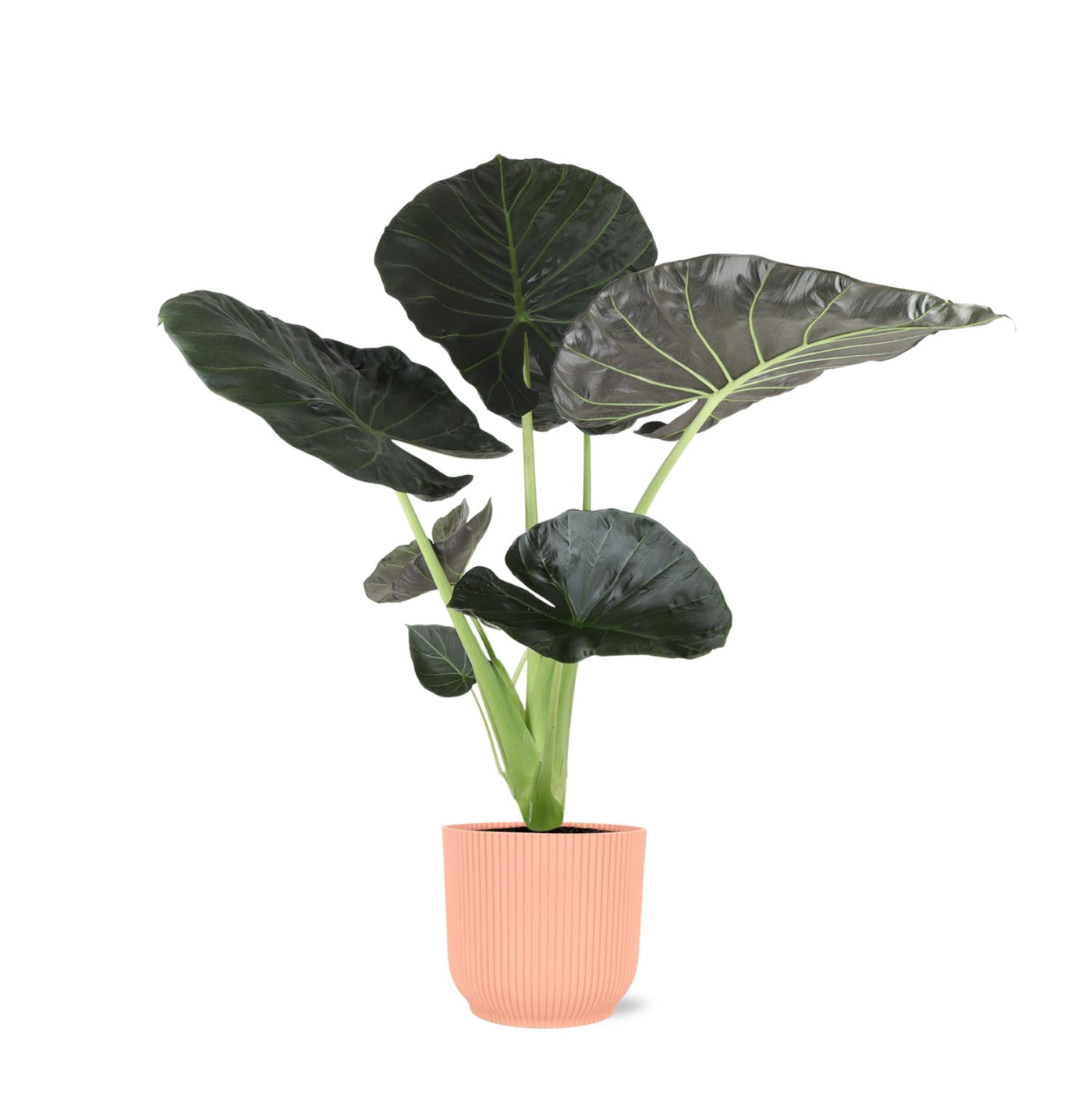 Alocasia Regal Shield Ø21cm - ↕100cm im Vibes PINK Topf