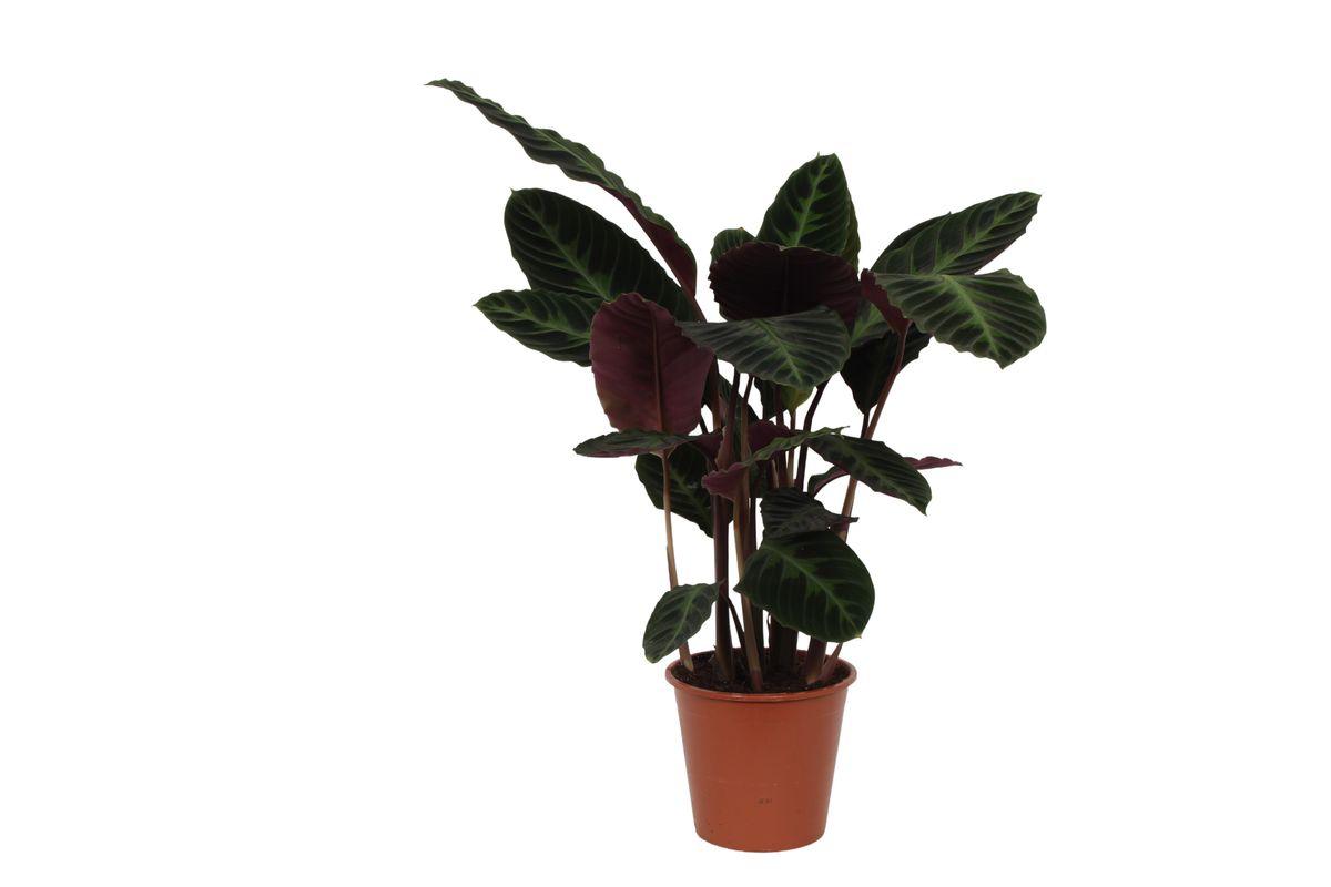 Calathea Warscewiczii - 80 cm - Ø19cm