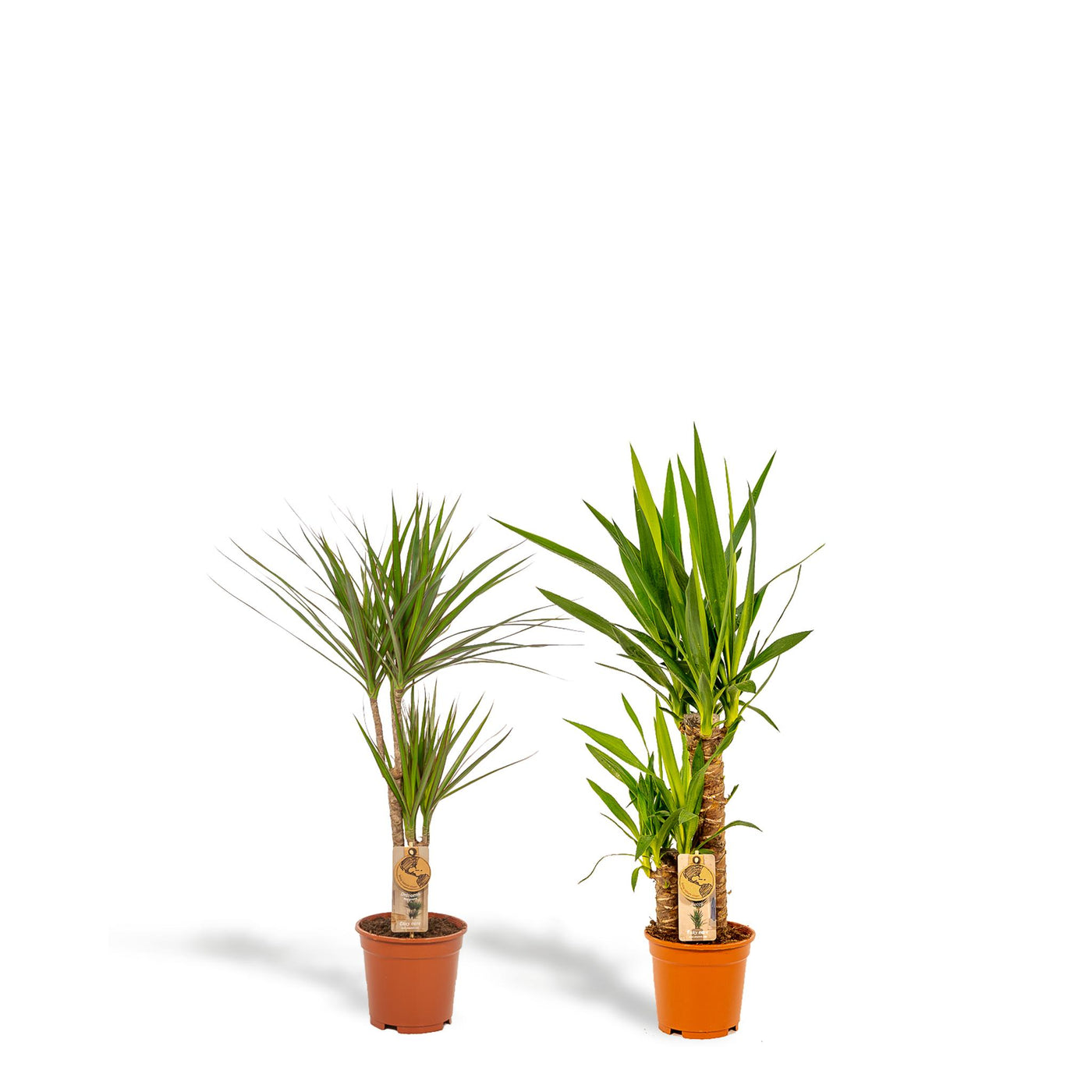 Dracaena ↨70cm - Ø17cm + Yucca ↨90cm - Ø17cm - Drachenbaum