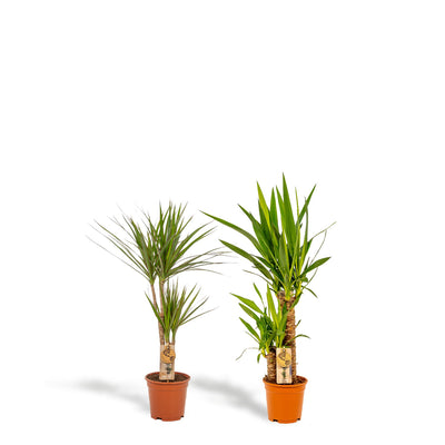 Dracaena ↨70cm - Ø17cm + Yucca ↨90cm - Ø17cm - Drachenbaum