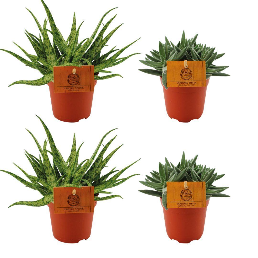 2x Aloe Spider + 2x Crassula Tenelli - 4 Stück - Ø10,5cm - ↕10cm