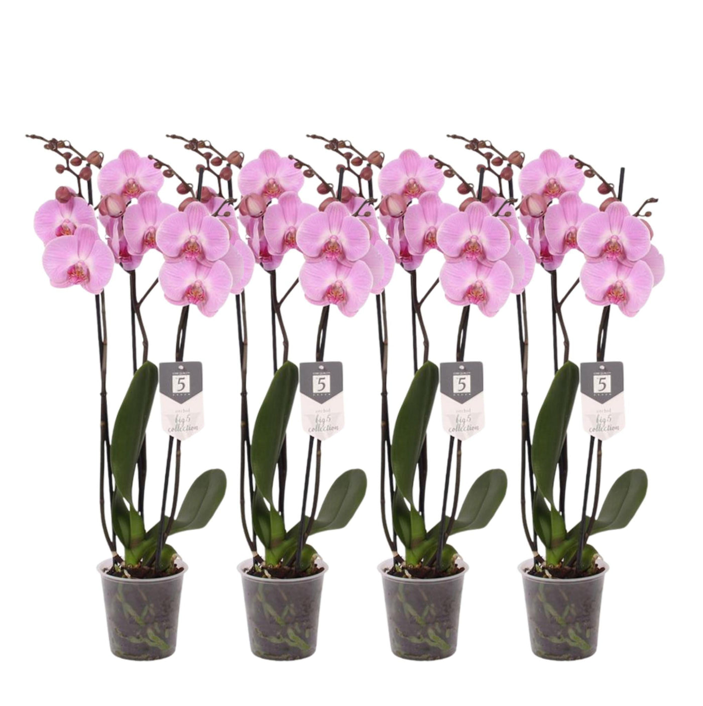 4er-Set – Phalaenopsis Elion – Orchidee mit 3 Zweigen – 60 cm – Ø12 cm